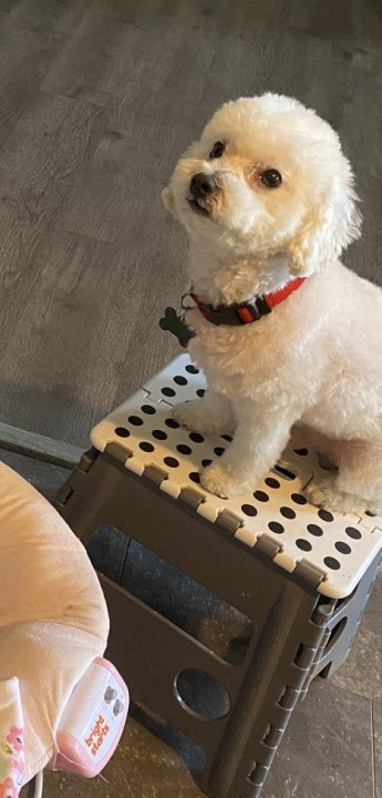 Pet