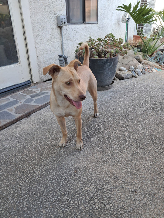 Pet