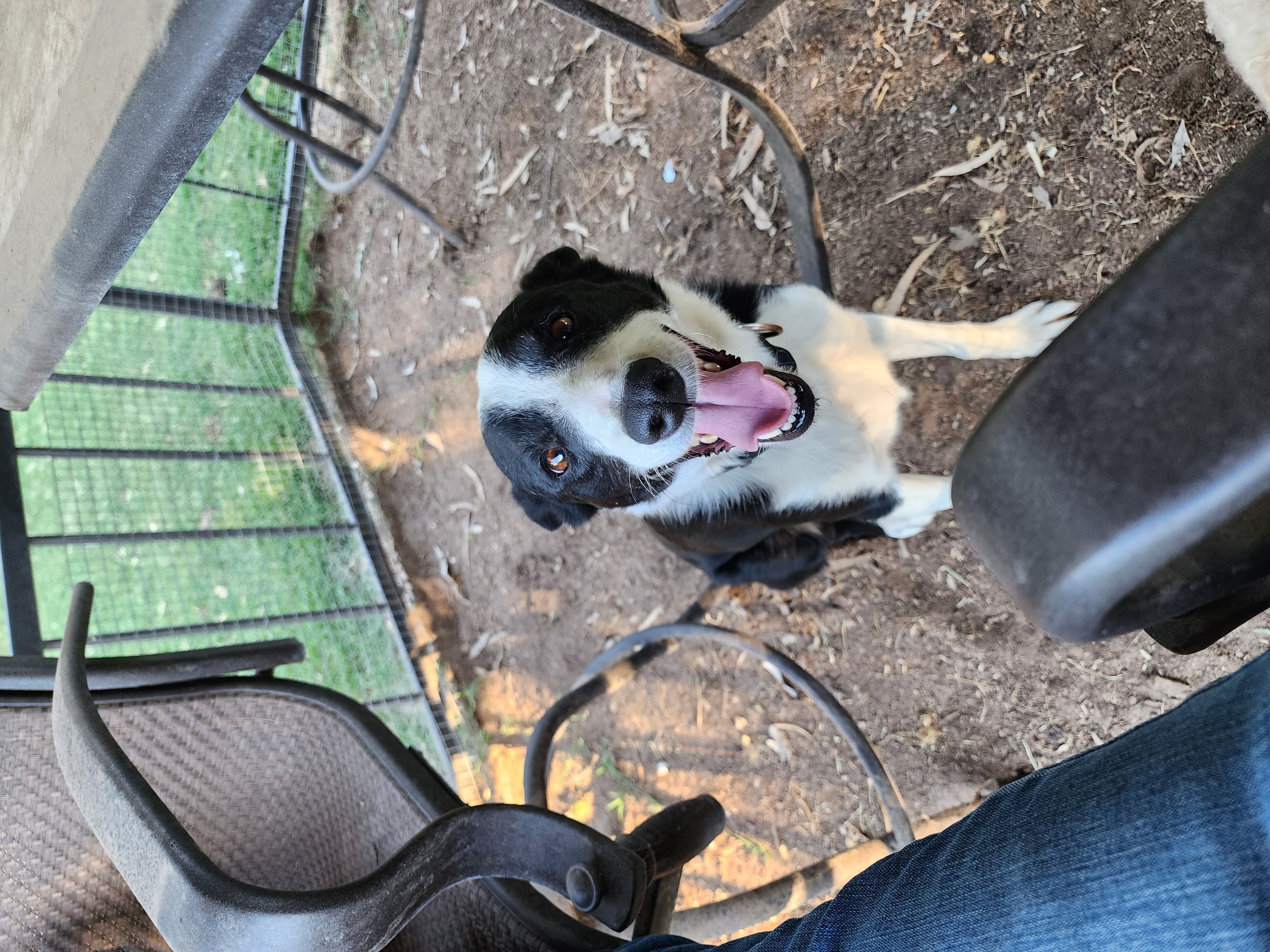 Pet