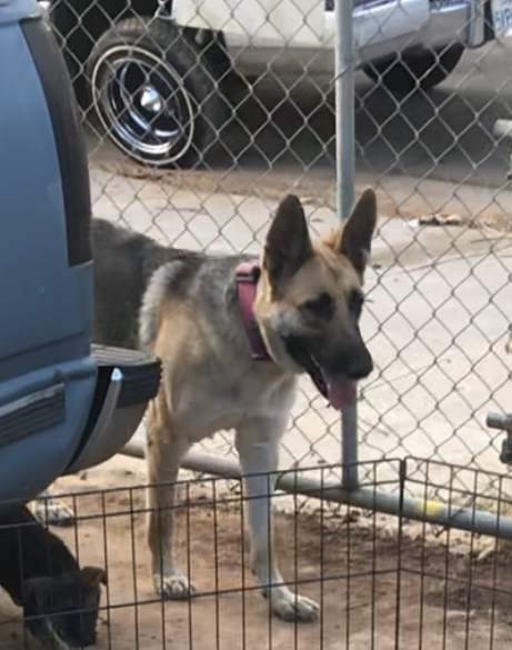 Pet