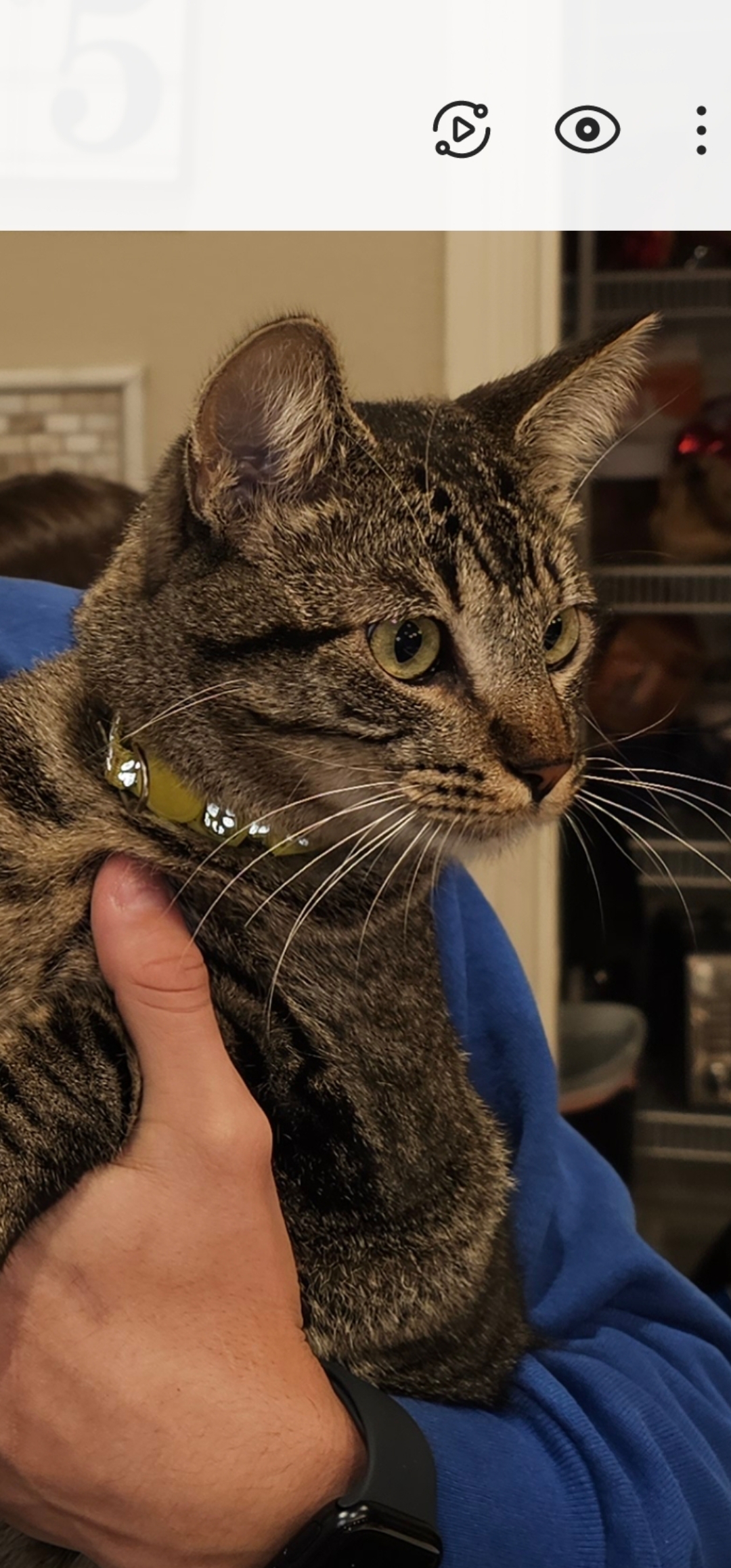 Pet