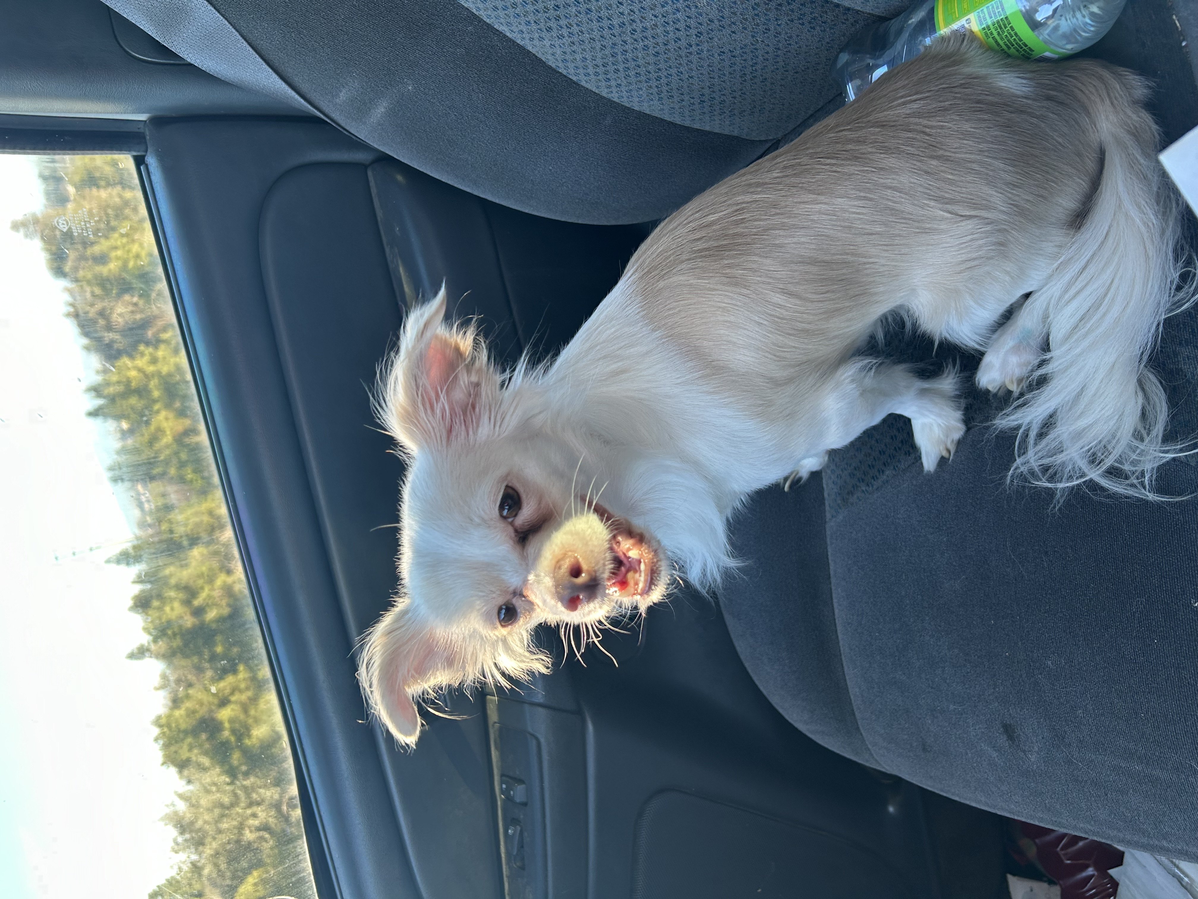Pet