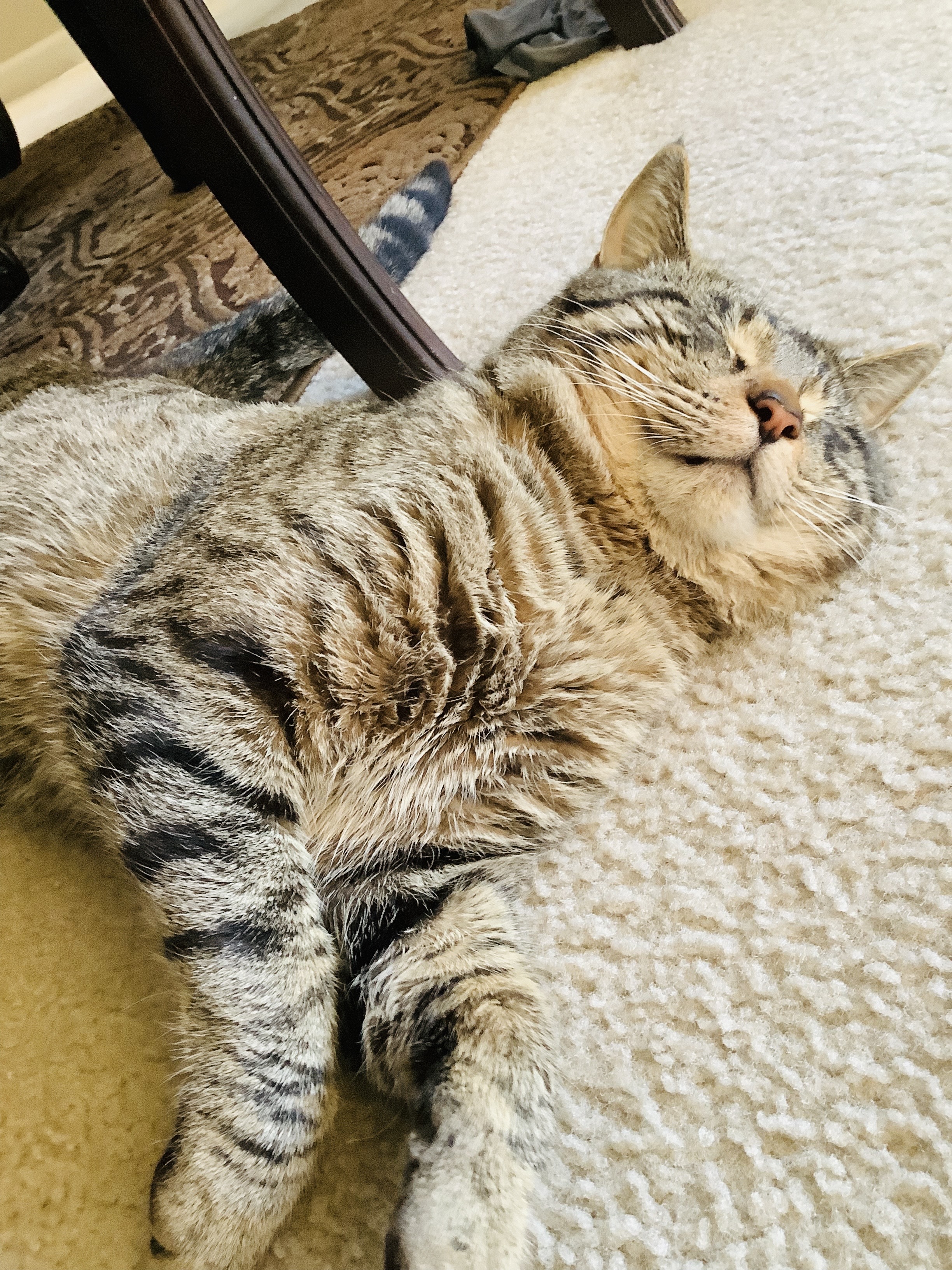 Pet