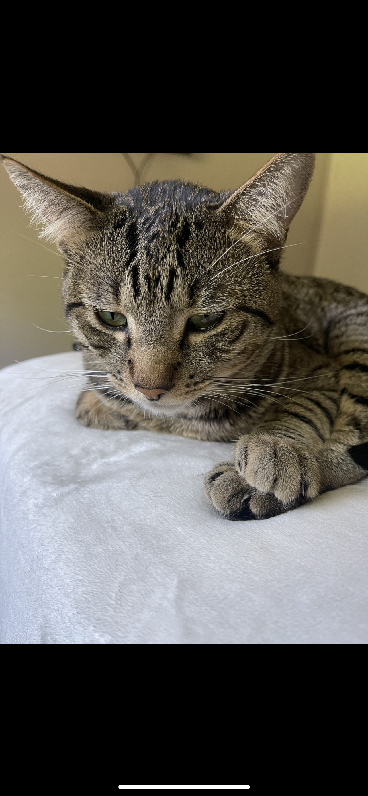 Pet