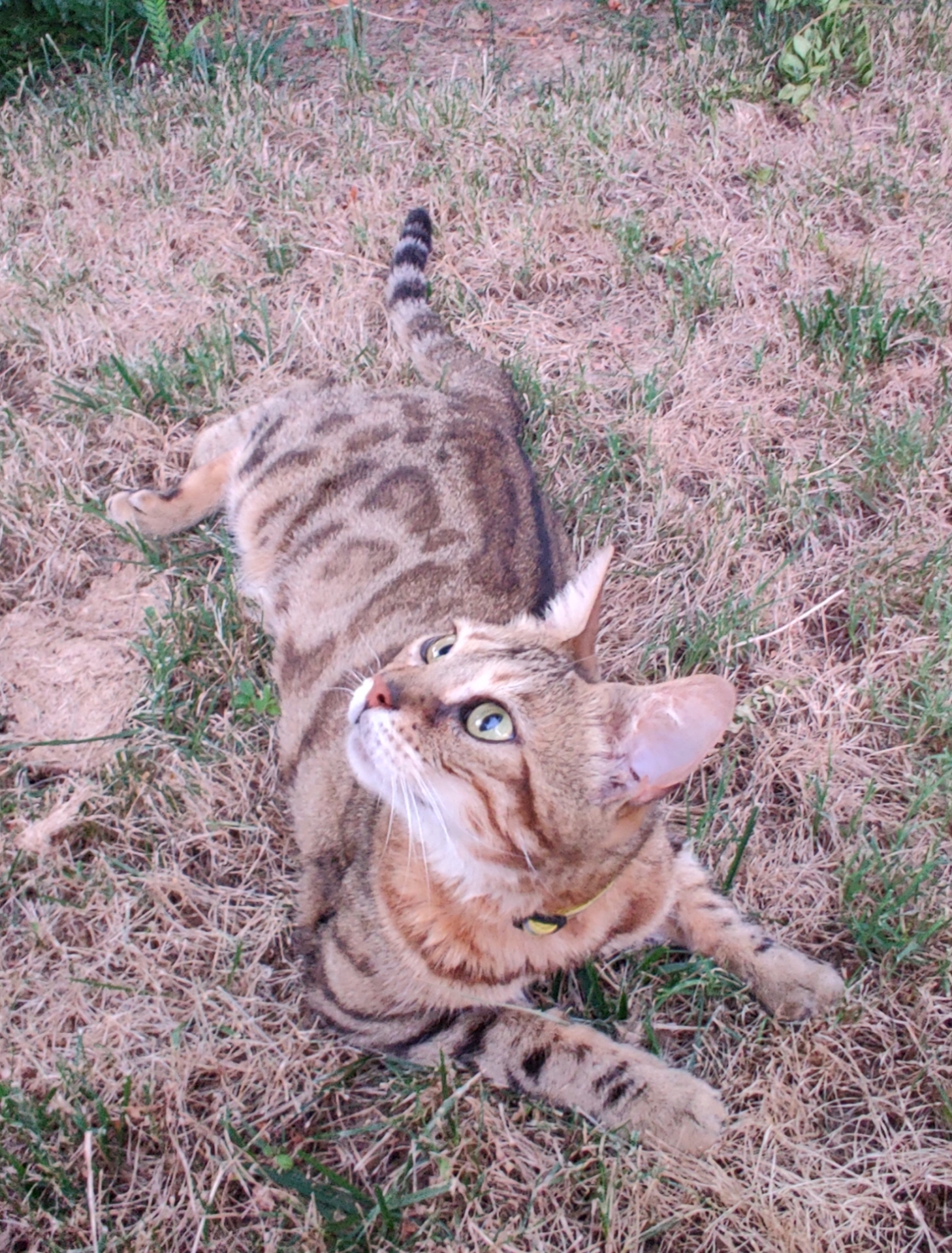 Pet