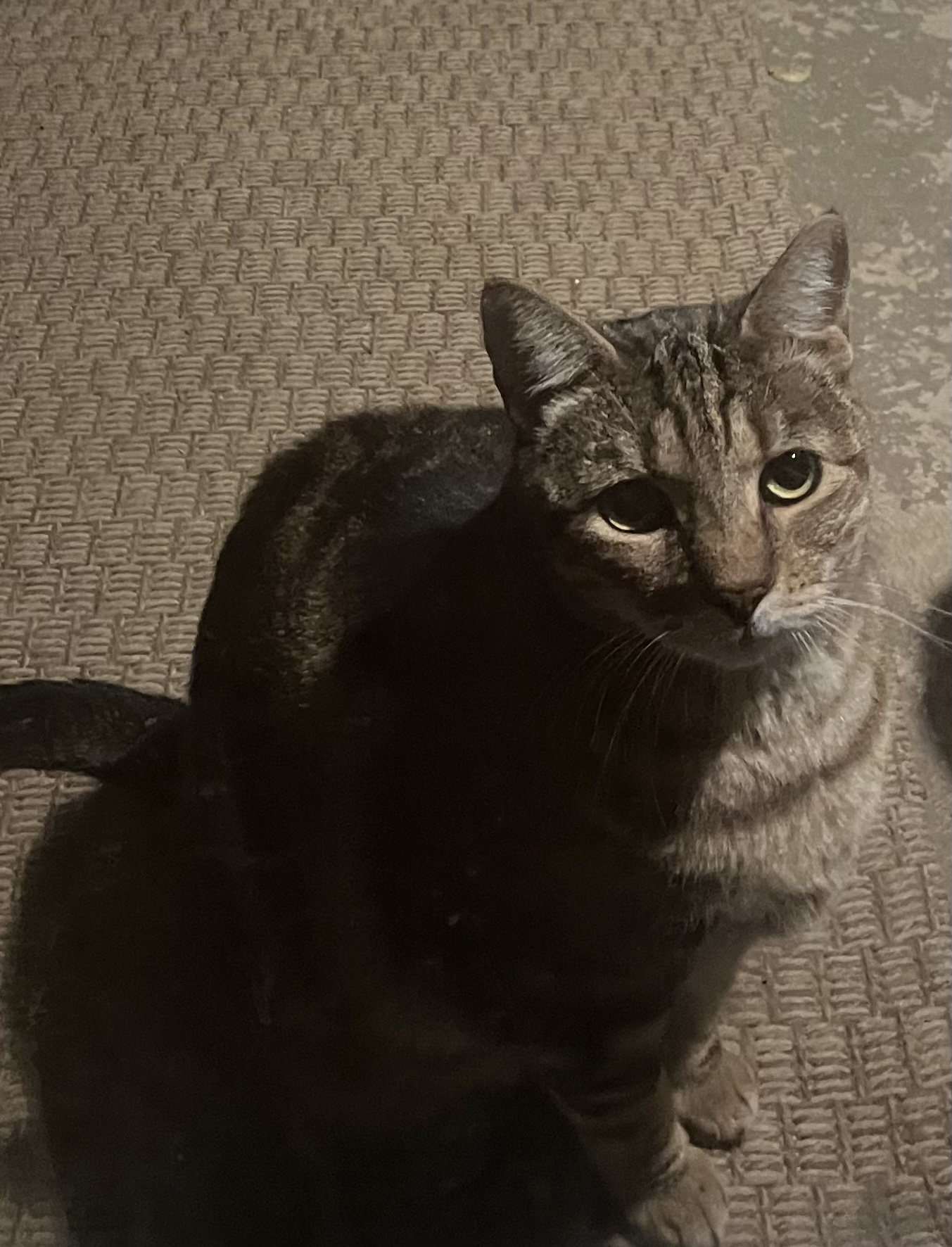 Pet
