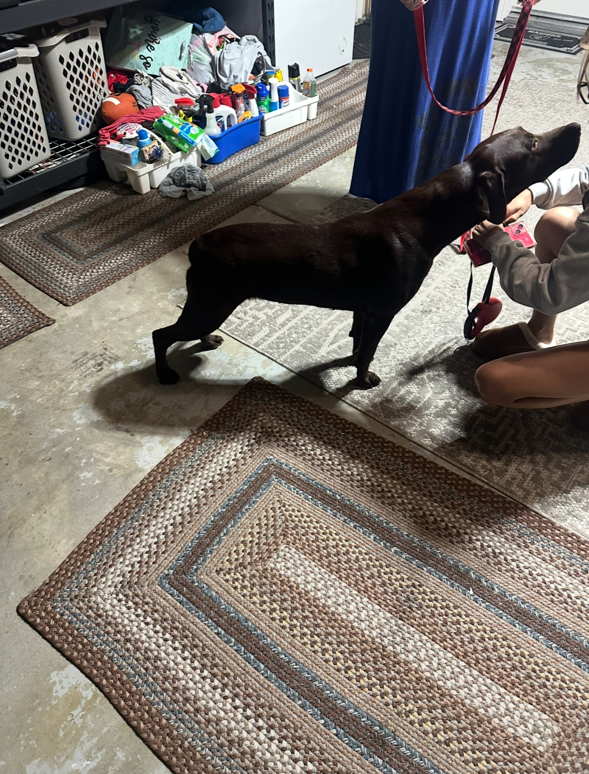 Pet