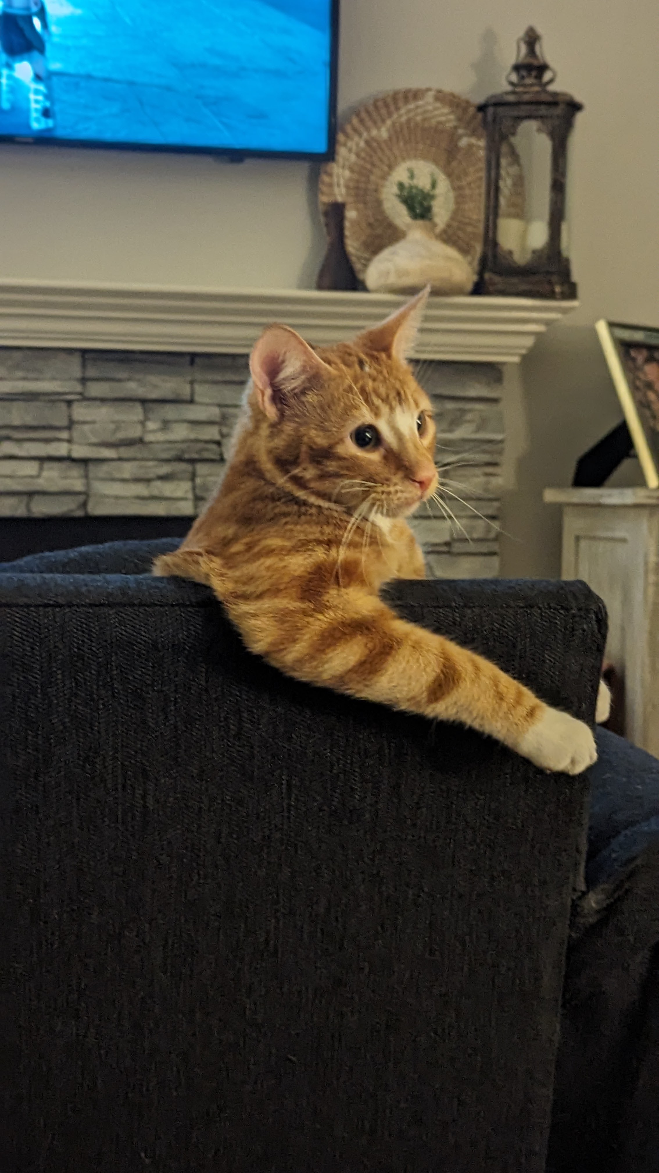 Lost Cheddar, Cat, Orange Tabby, 10/30/24