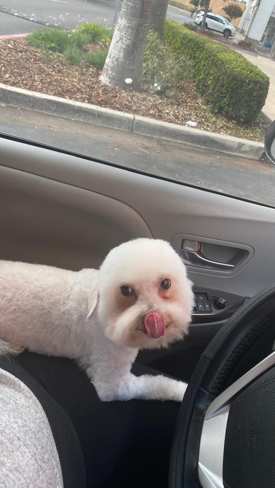 Pet