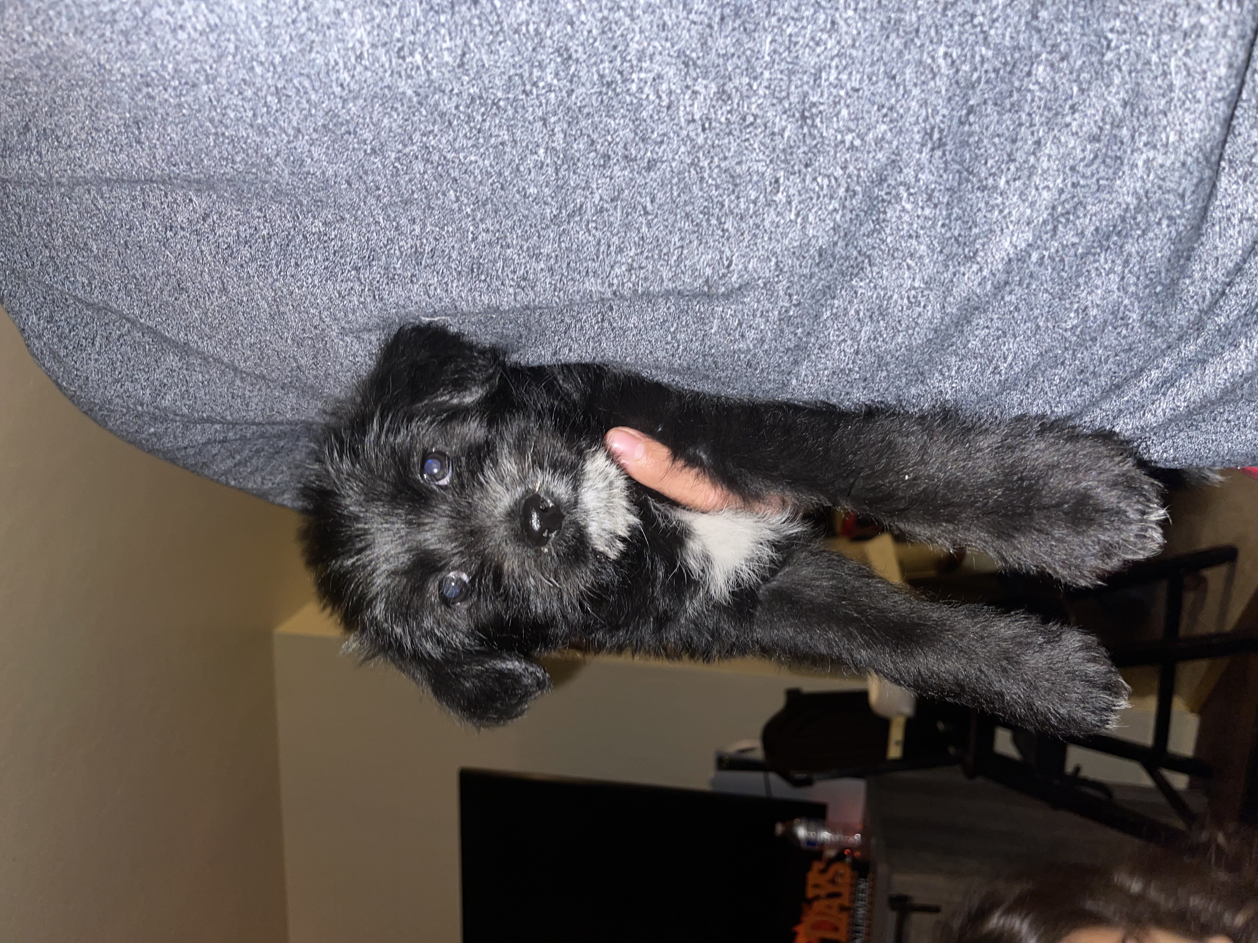 Pet