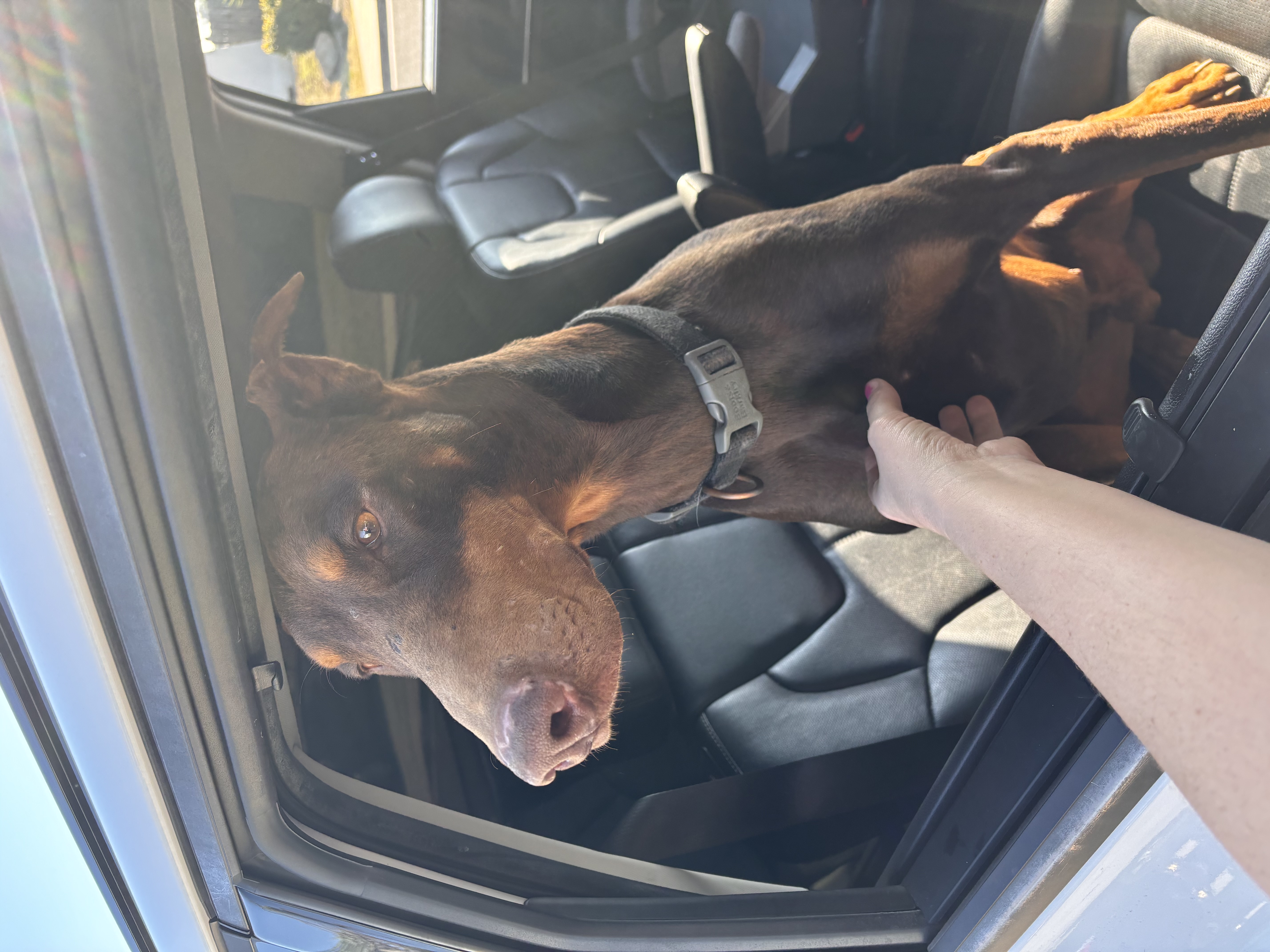 Pet