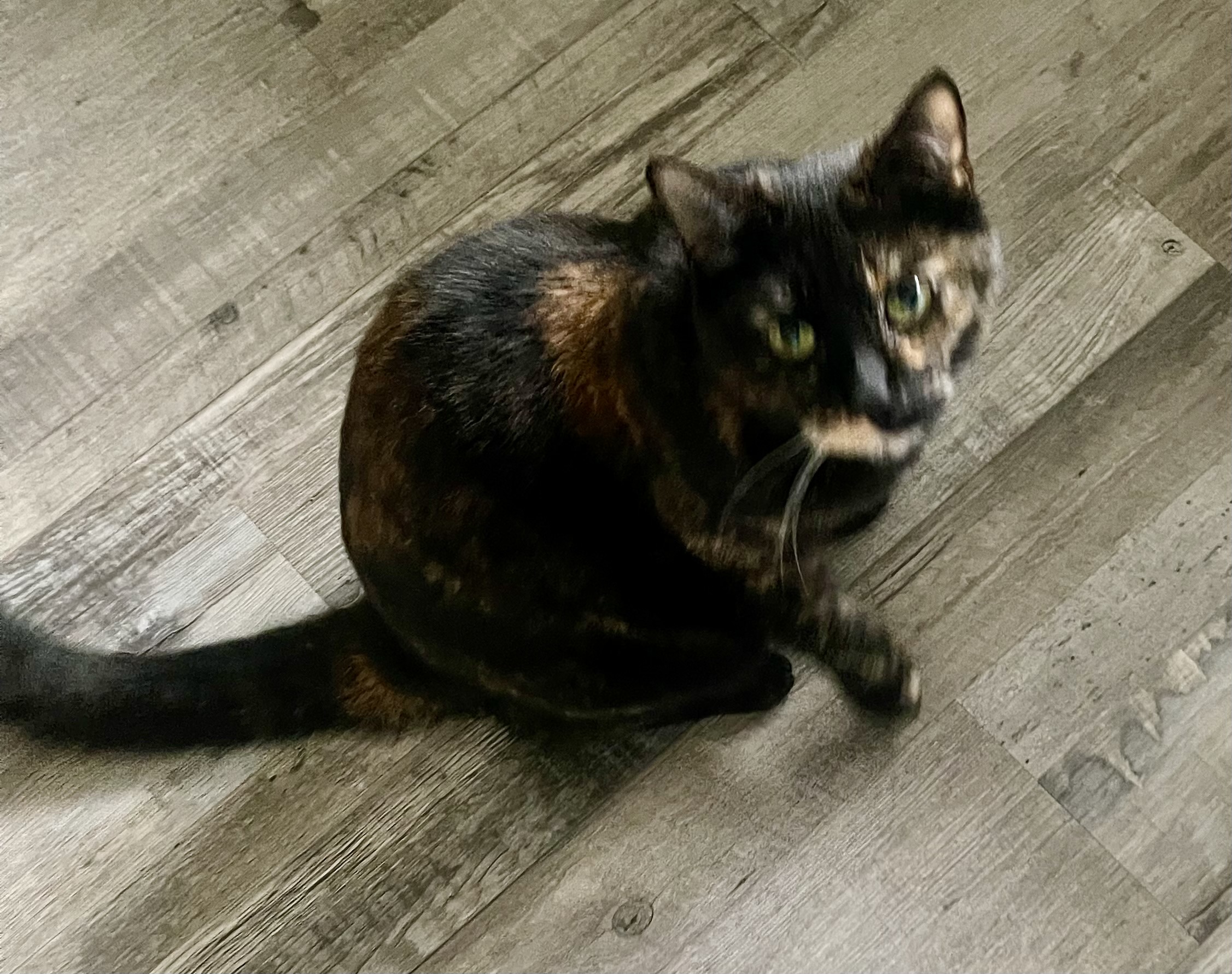 Pet