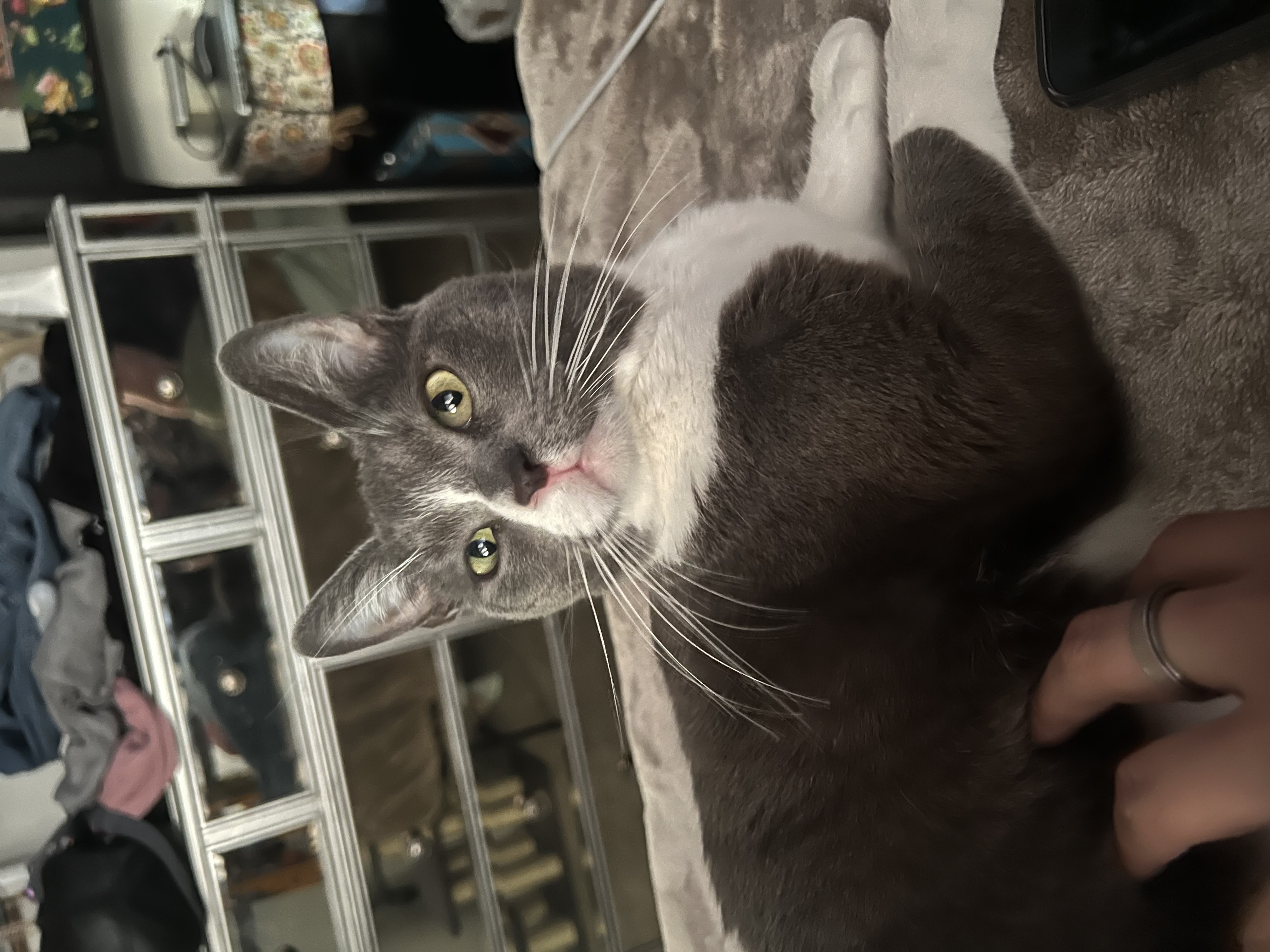 Pet