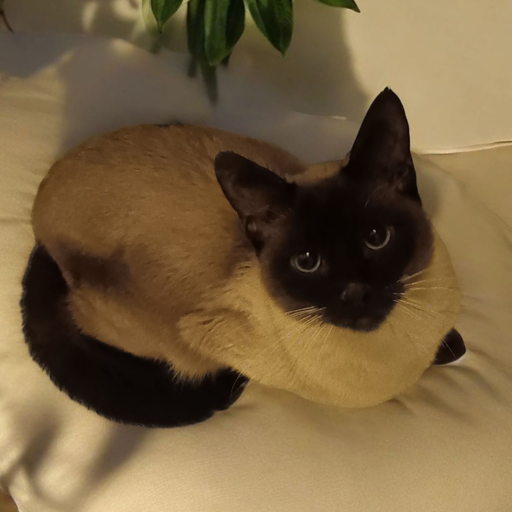 Pet