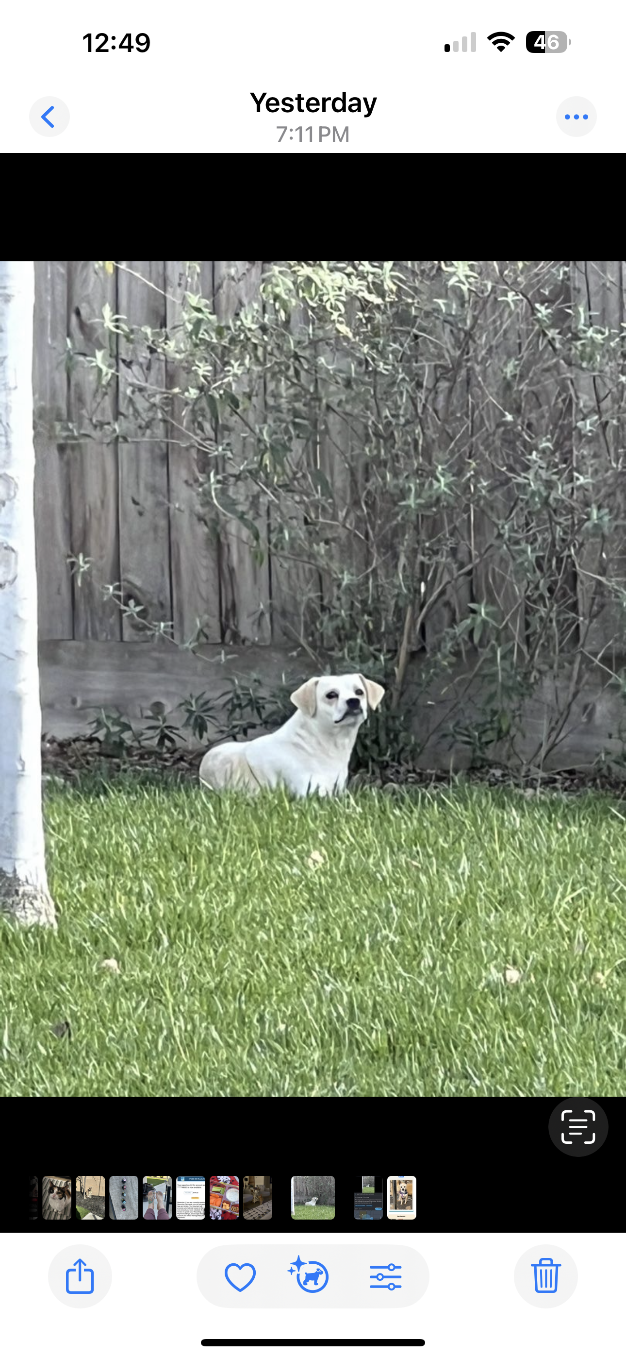 Pet