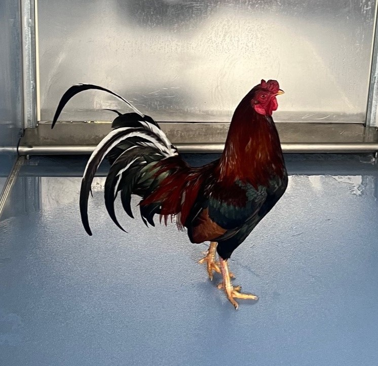Pet