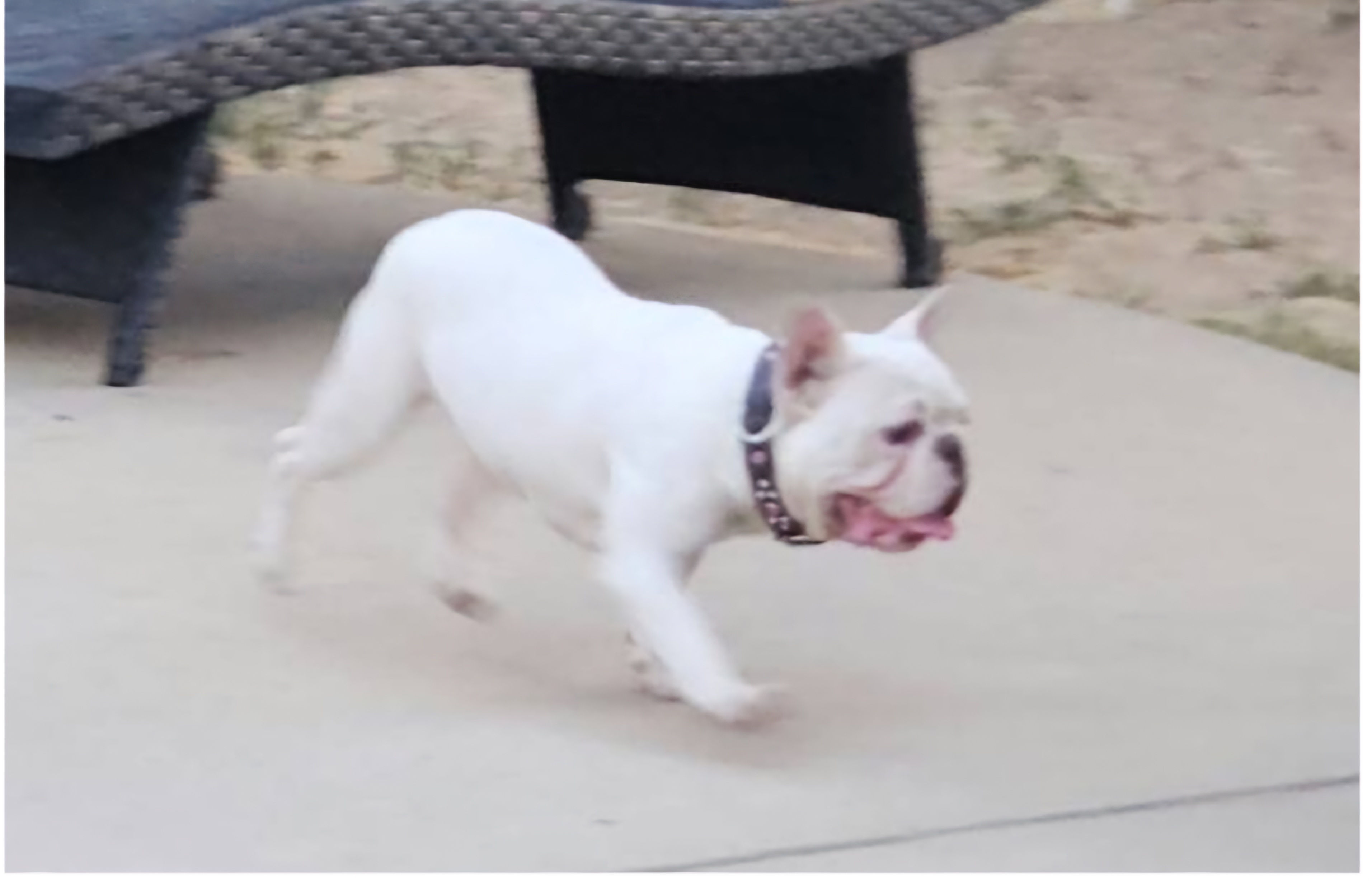 Pet