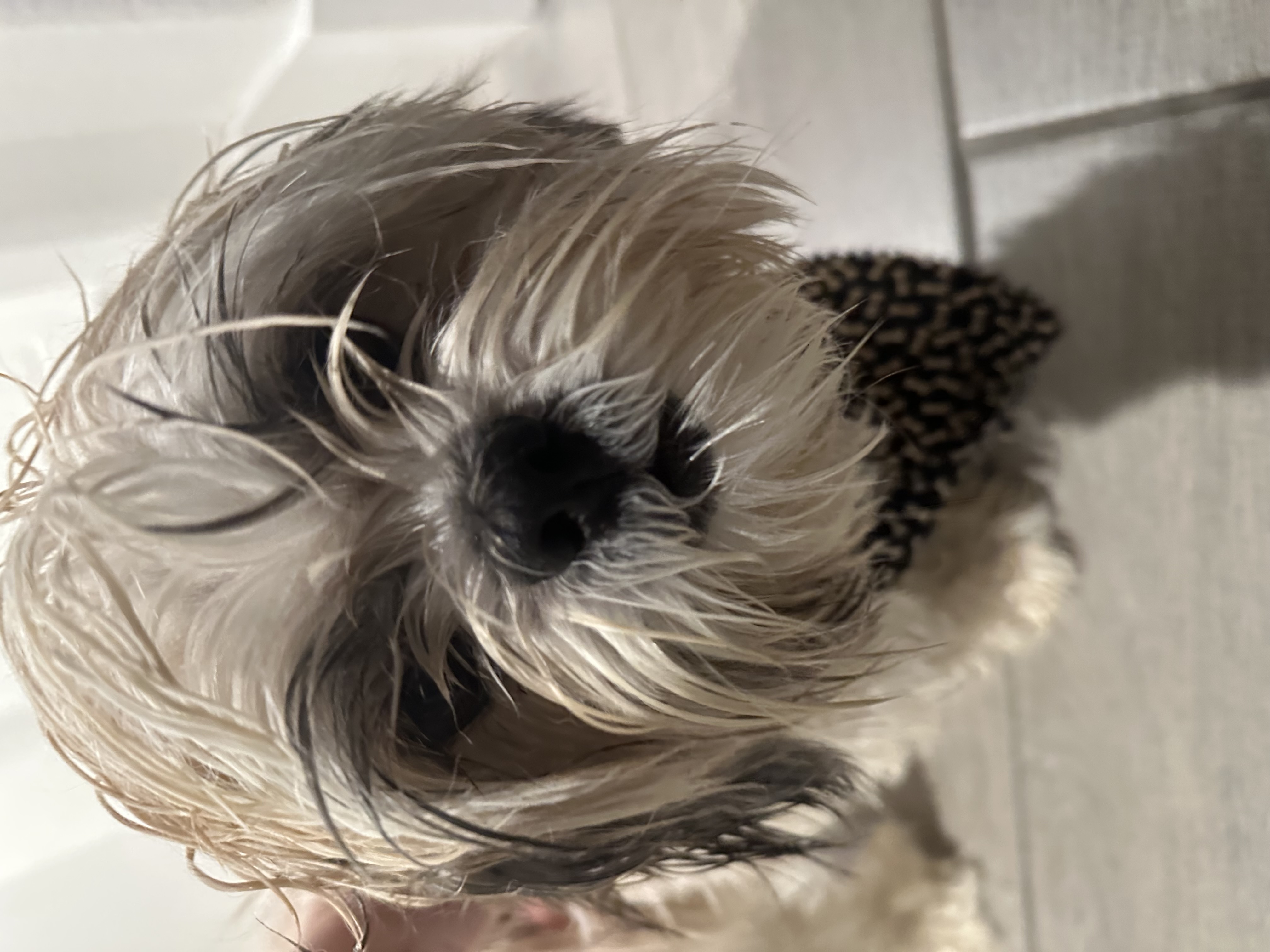 Pet