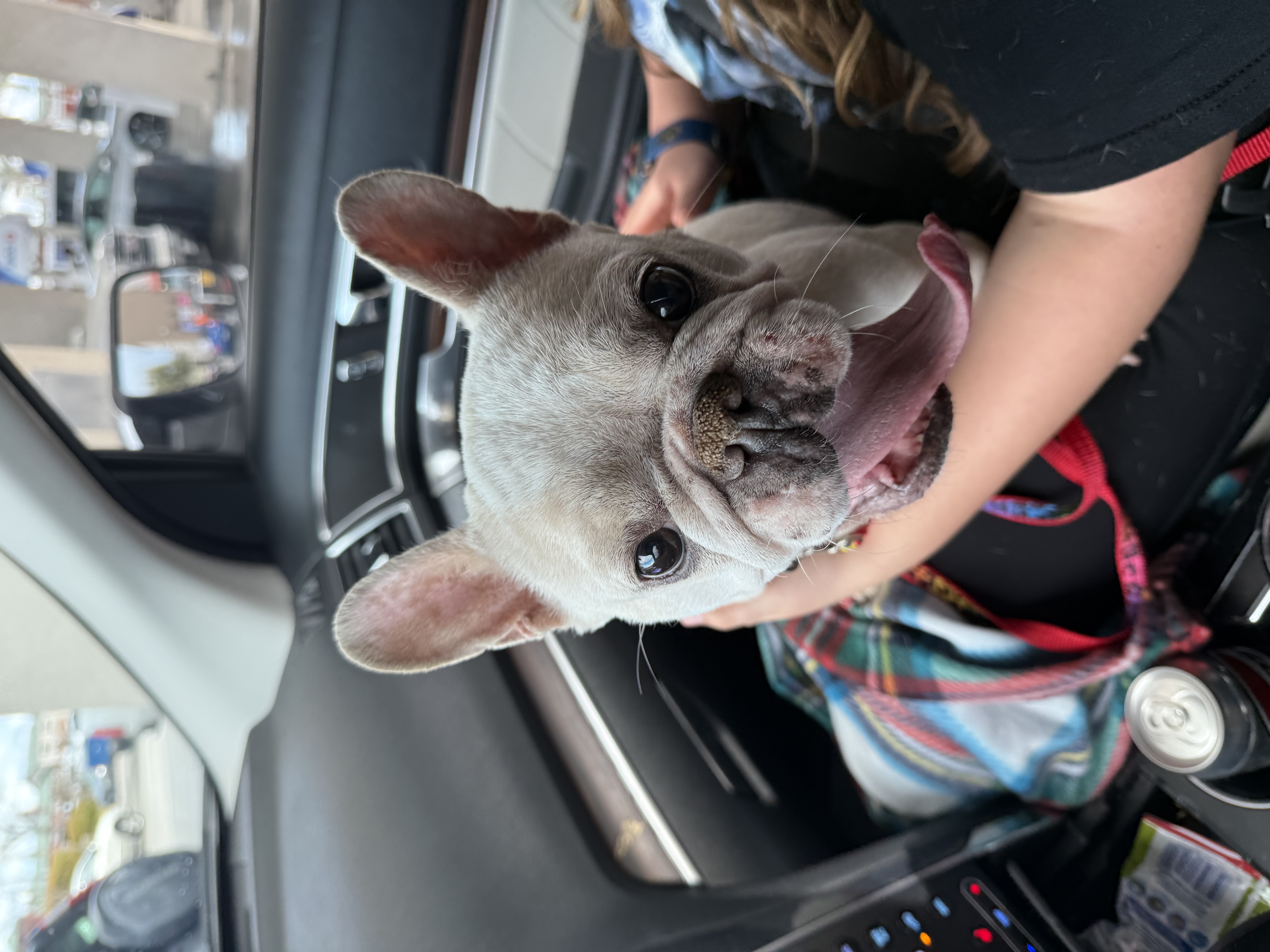 Pet