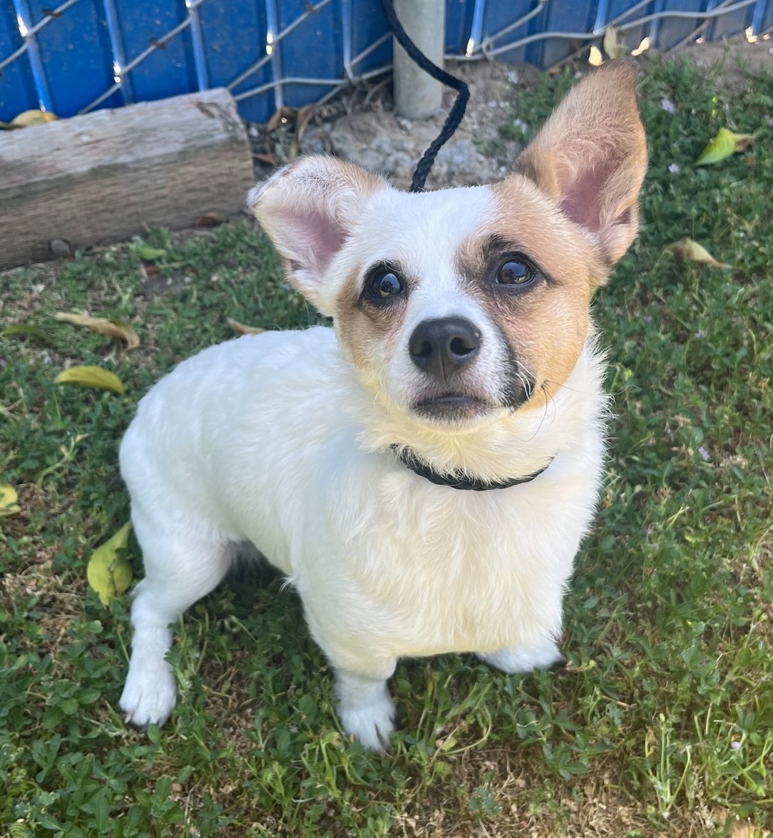 Pet