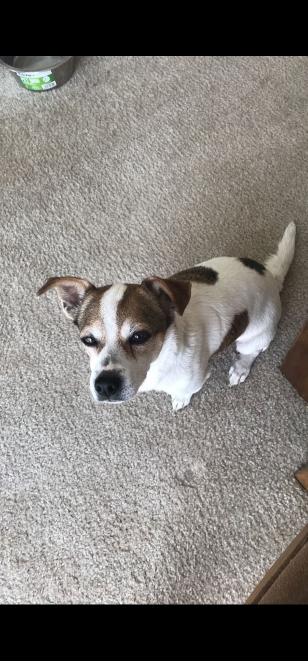 Pet