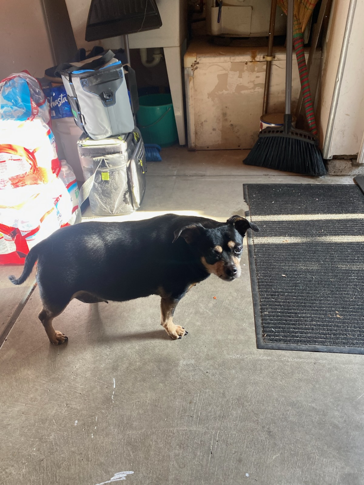 Pet