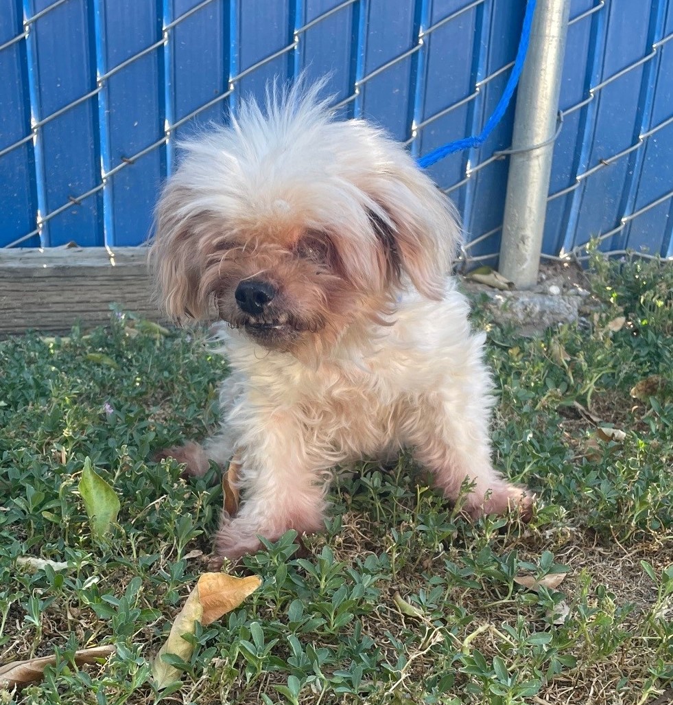 Pet