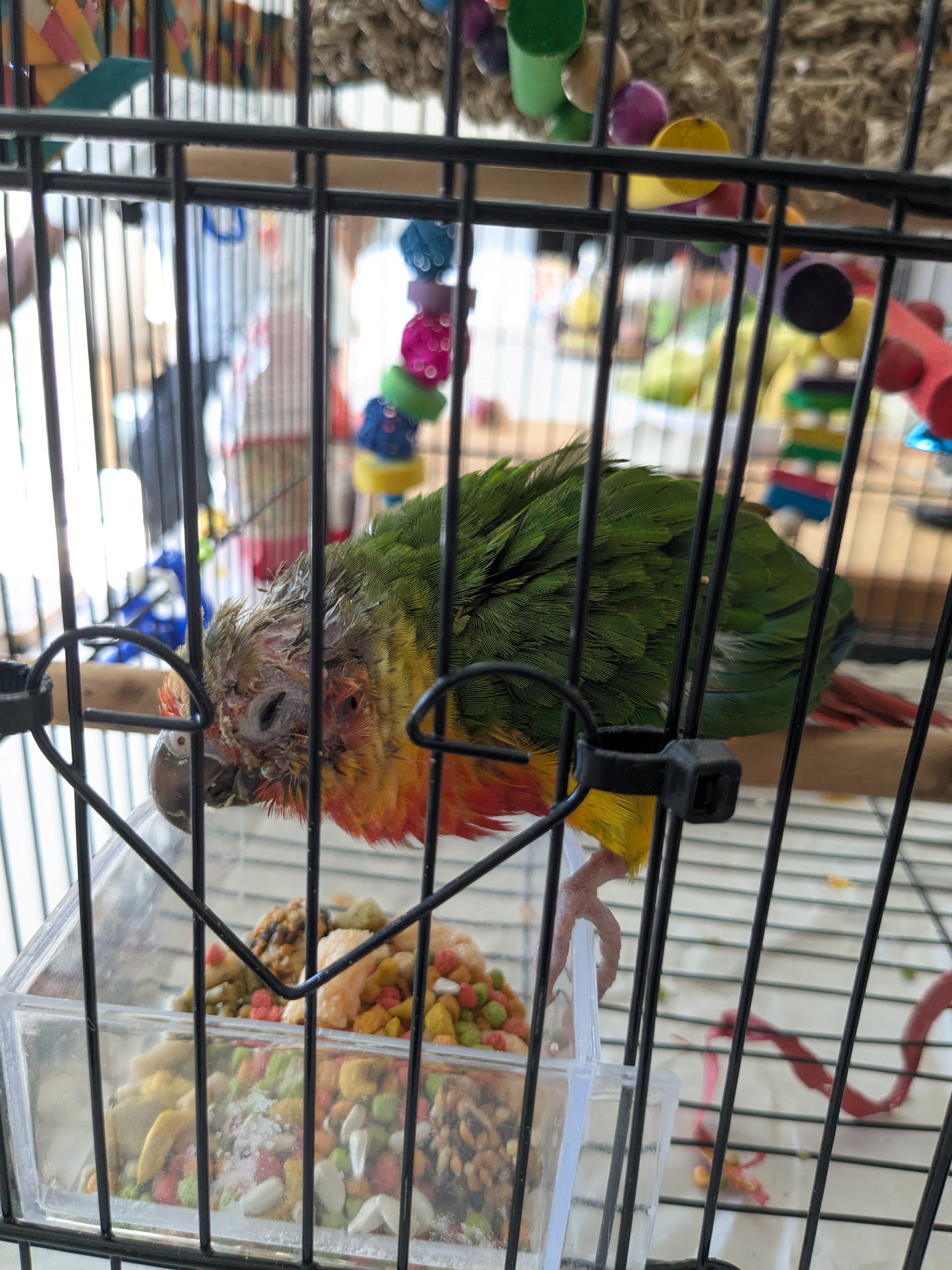 Pet
