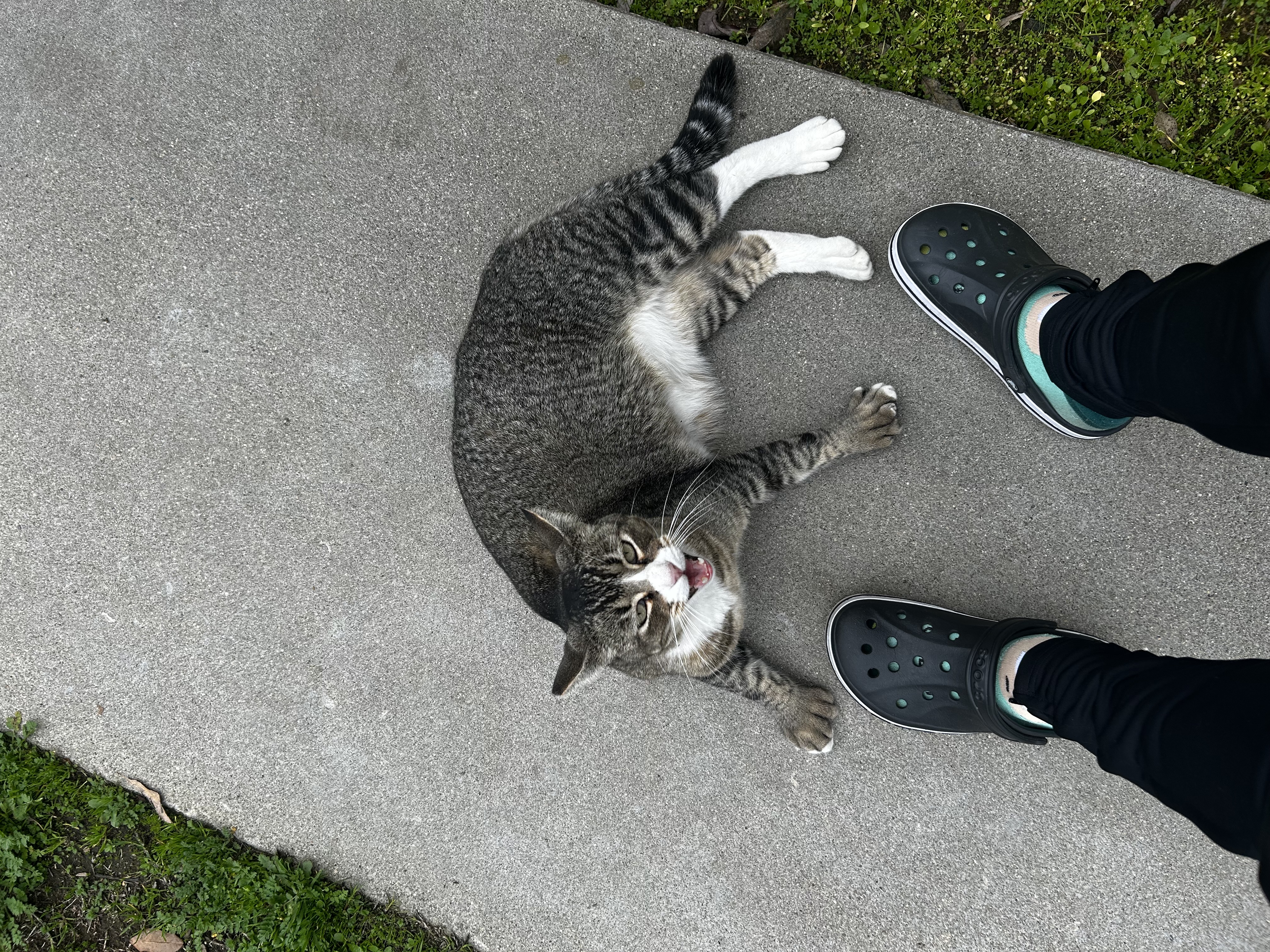 Pet