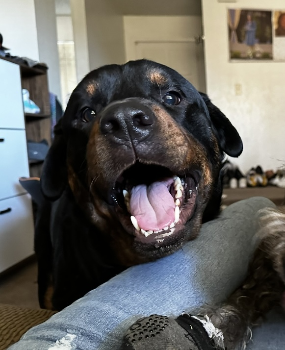 Pet