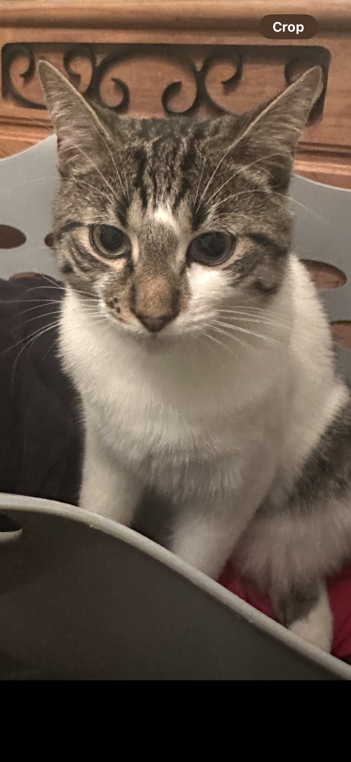 Pet