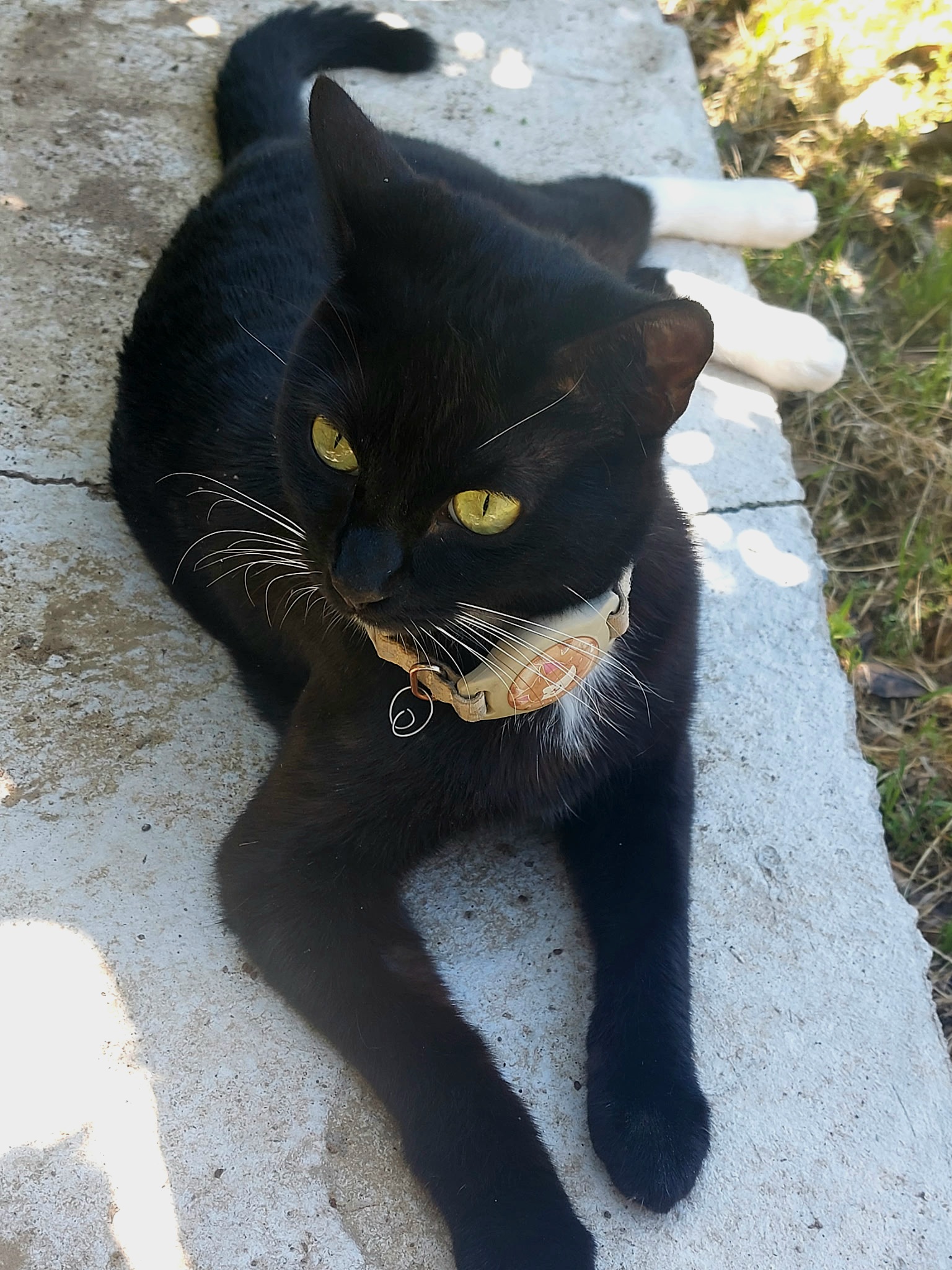 Pet