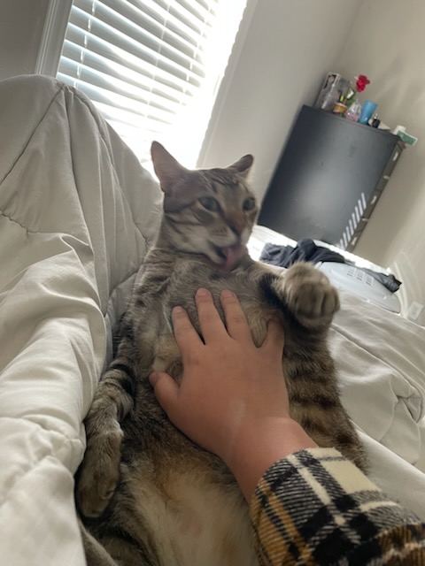 Pet