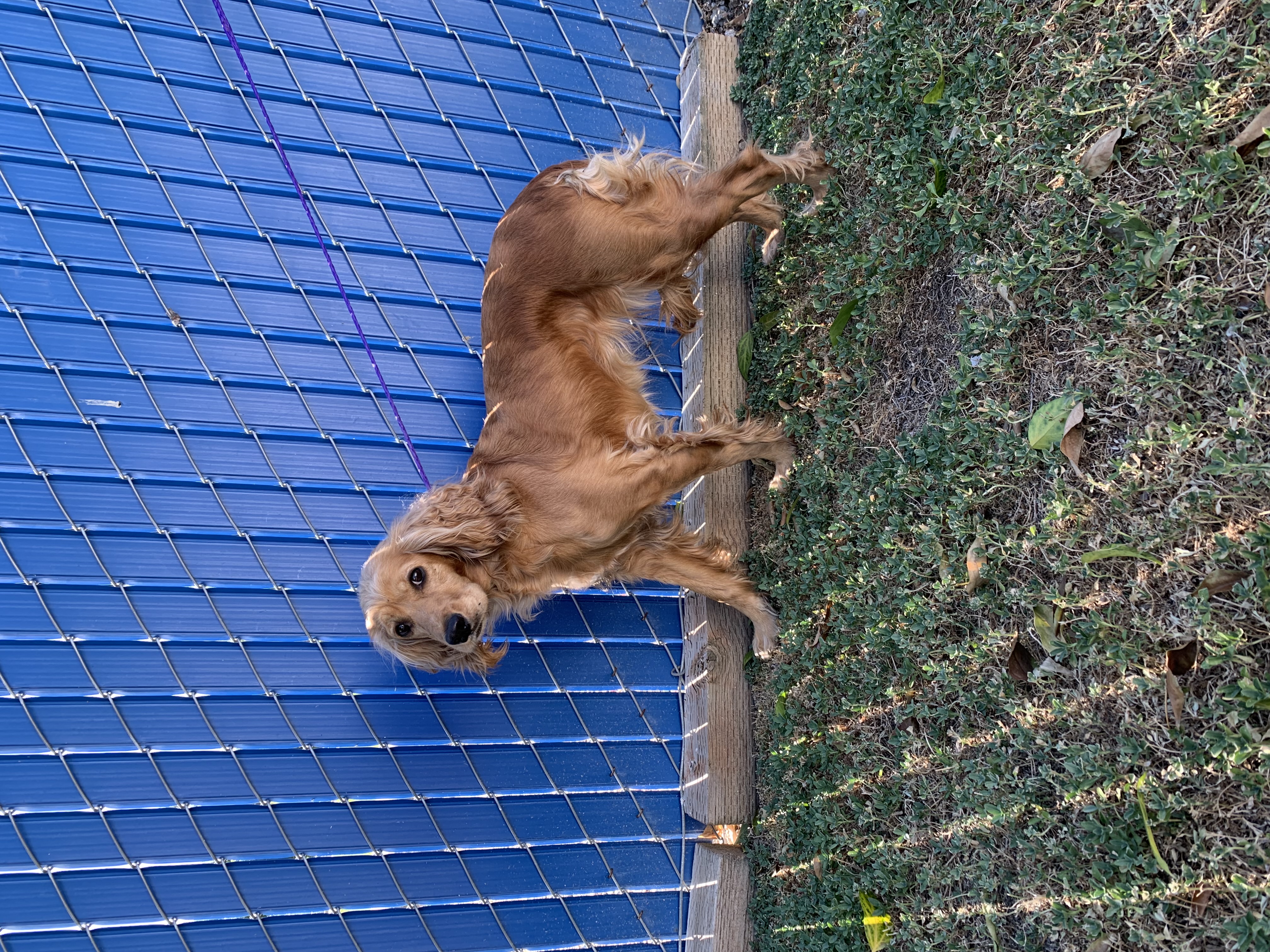 Pet