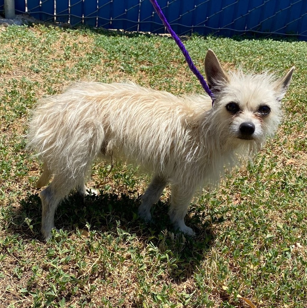 Pet