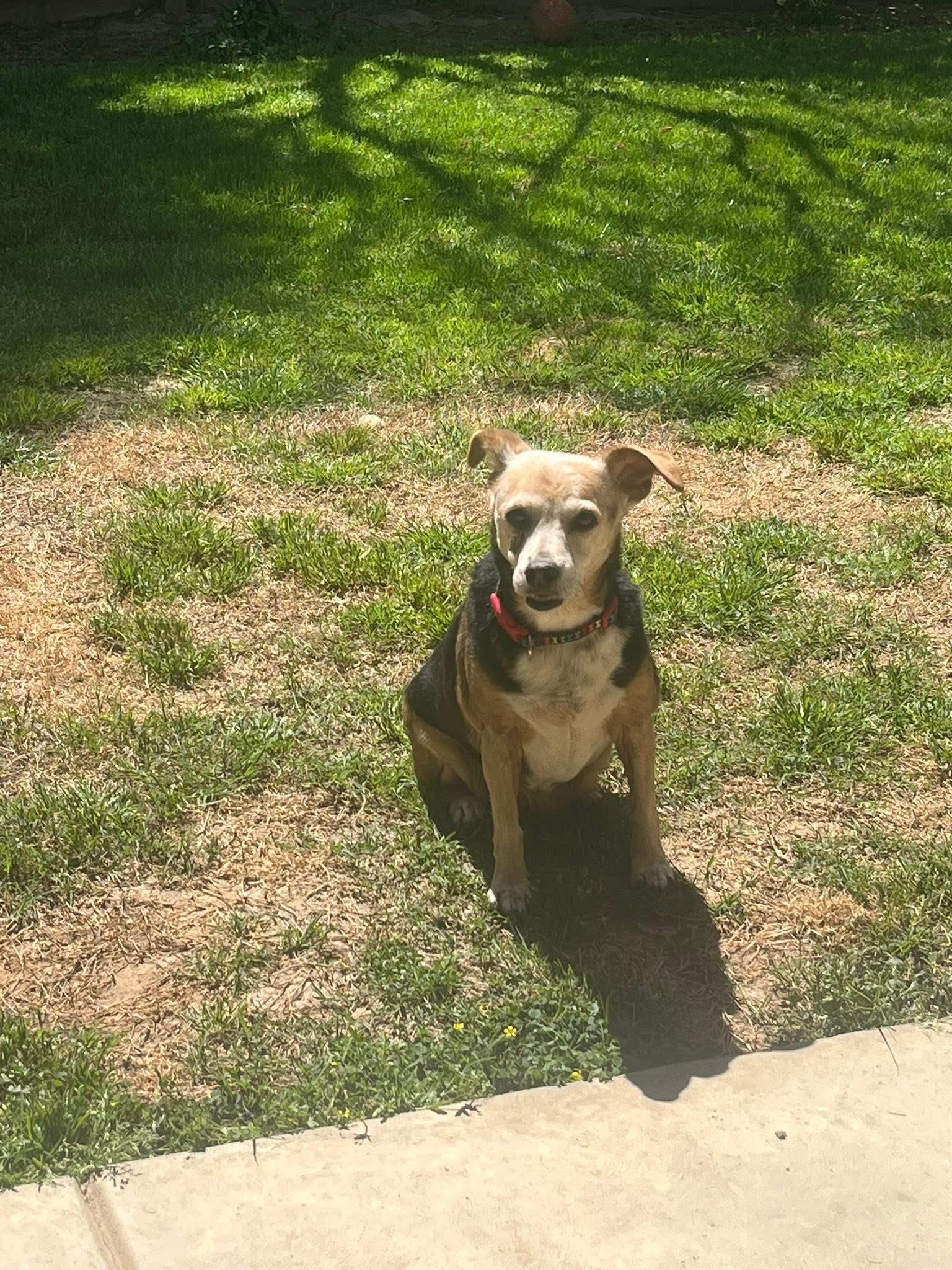 Pet