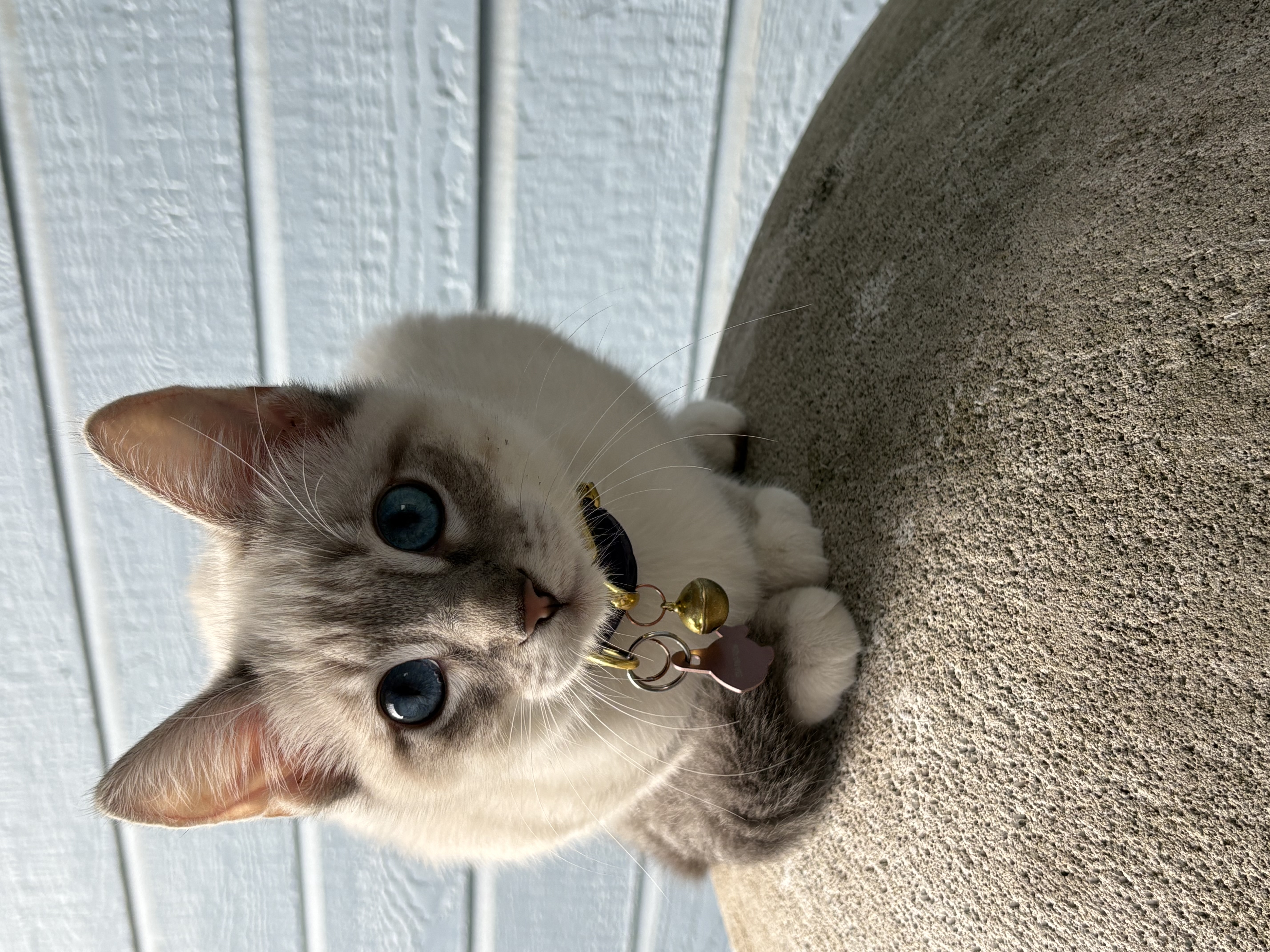 Pet