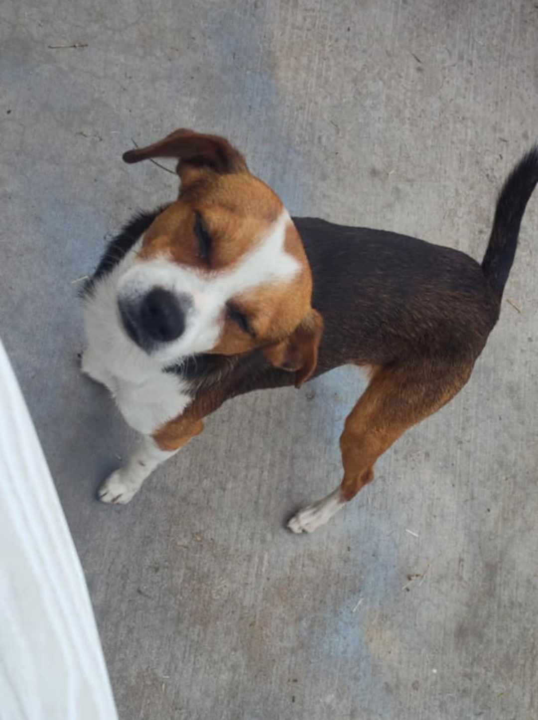 Pet