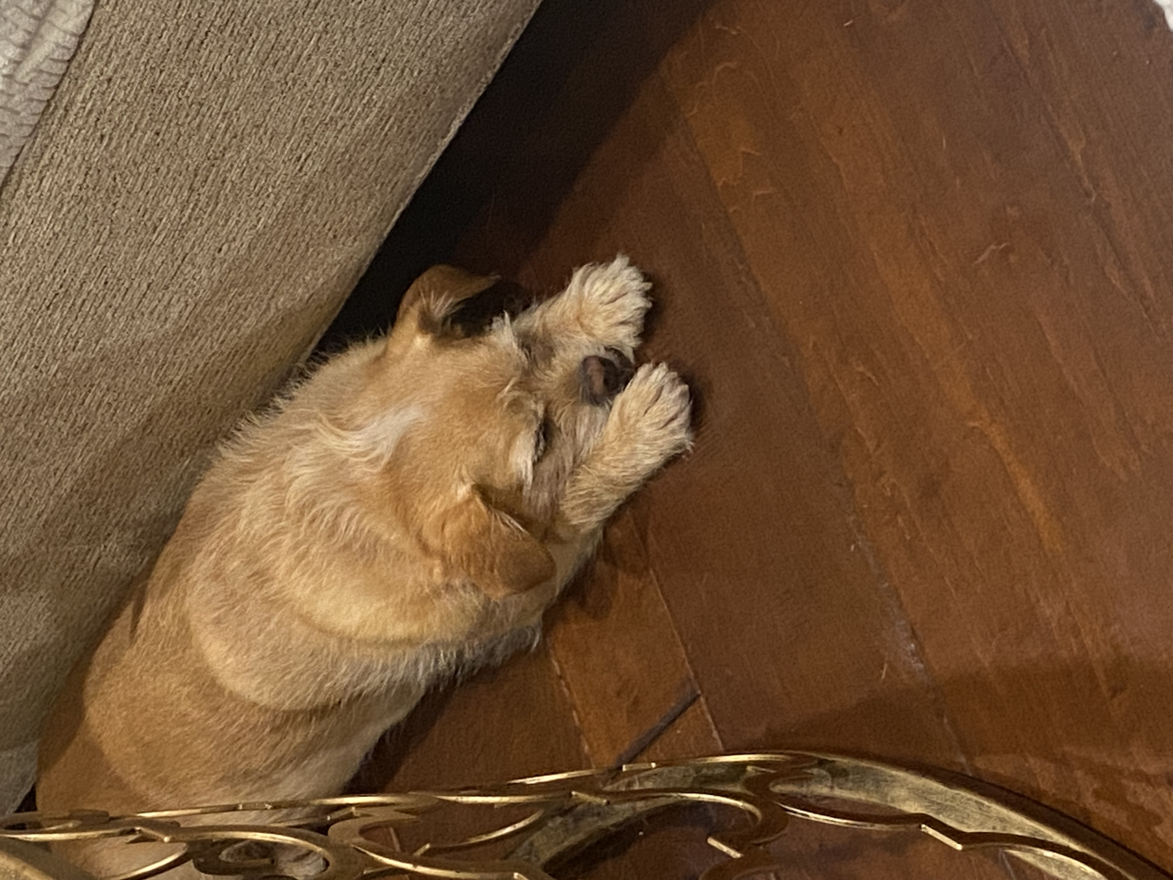 Pet