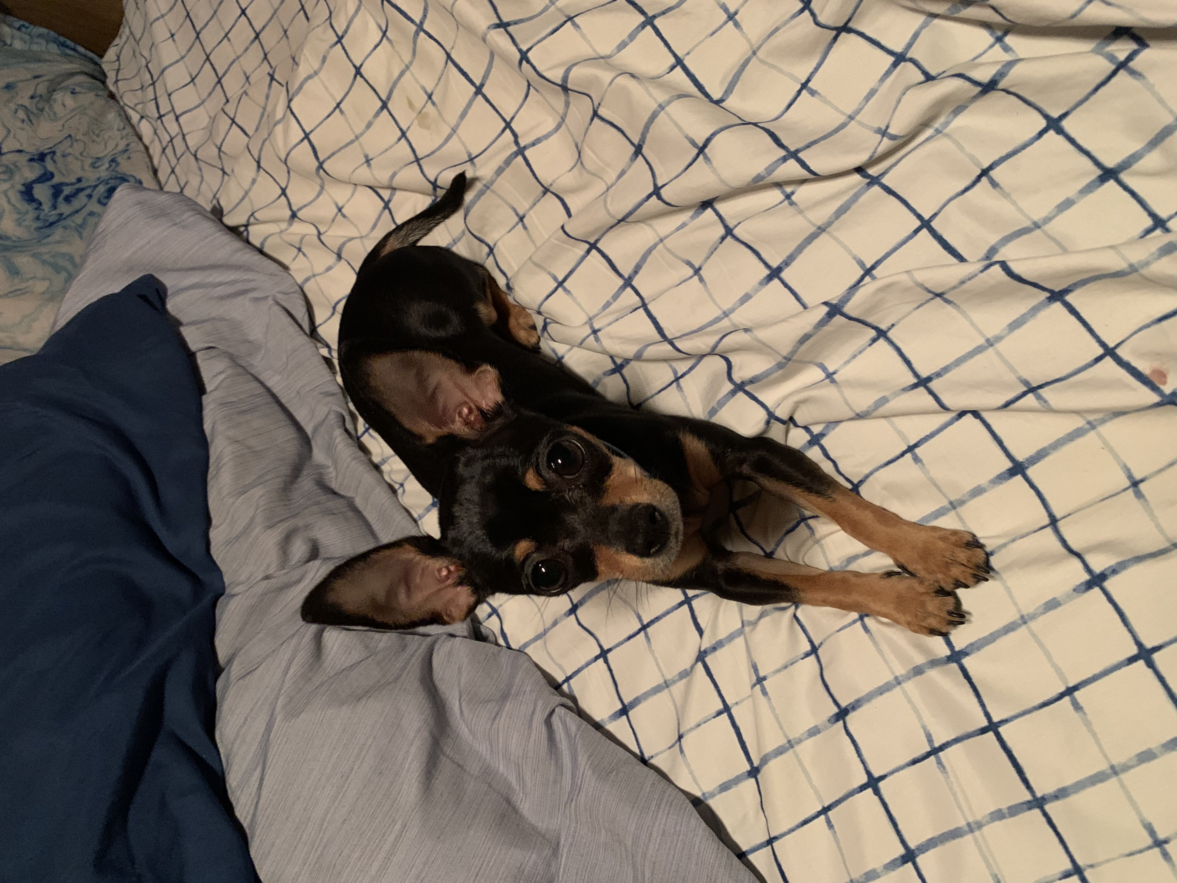 Pet