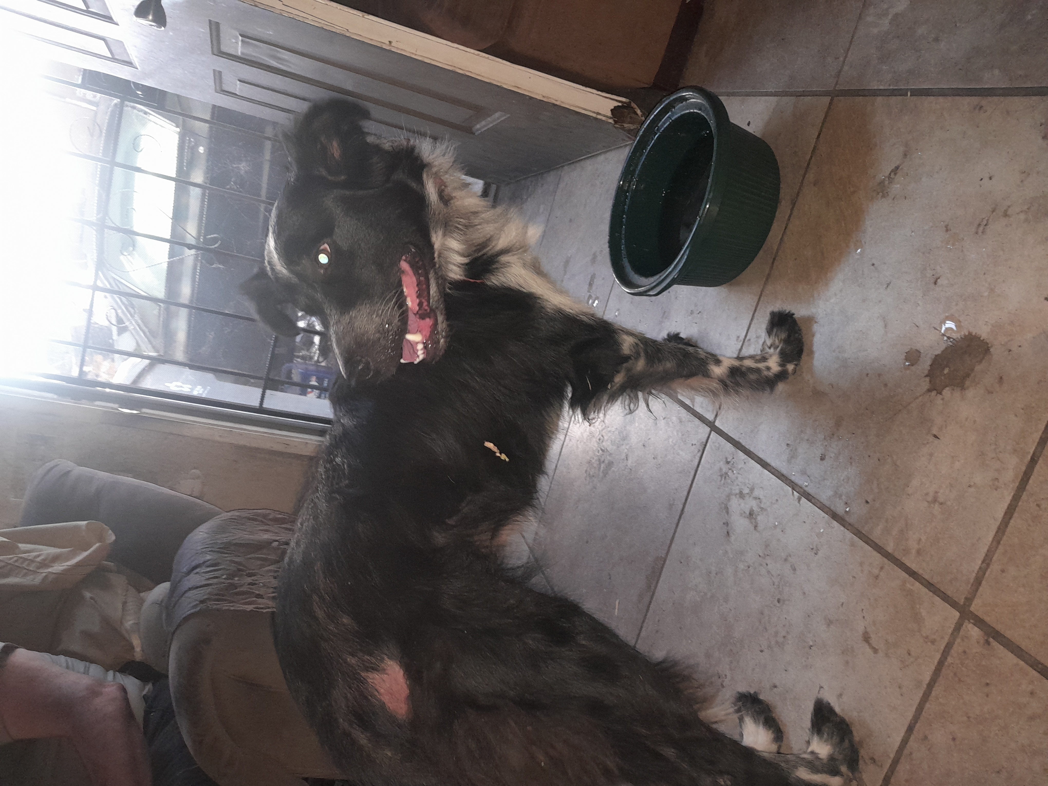 Pet
