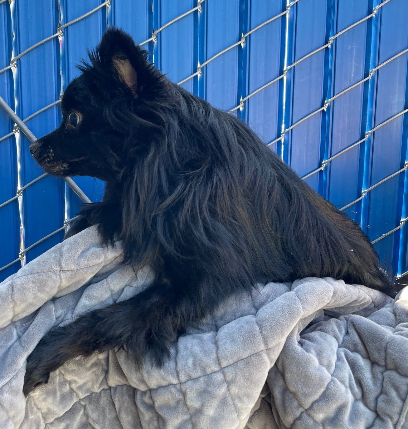 Pet
