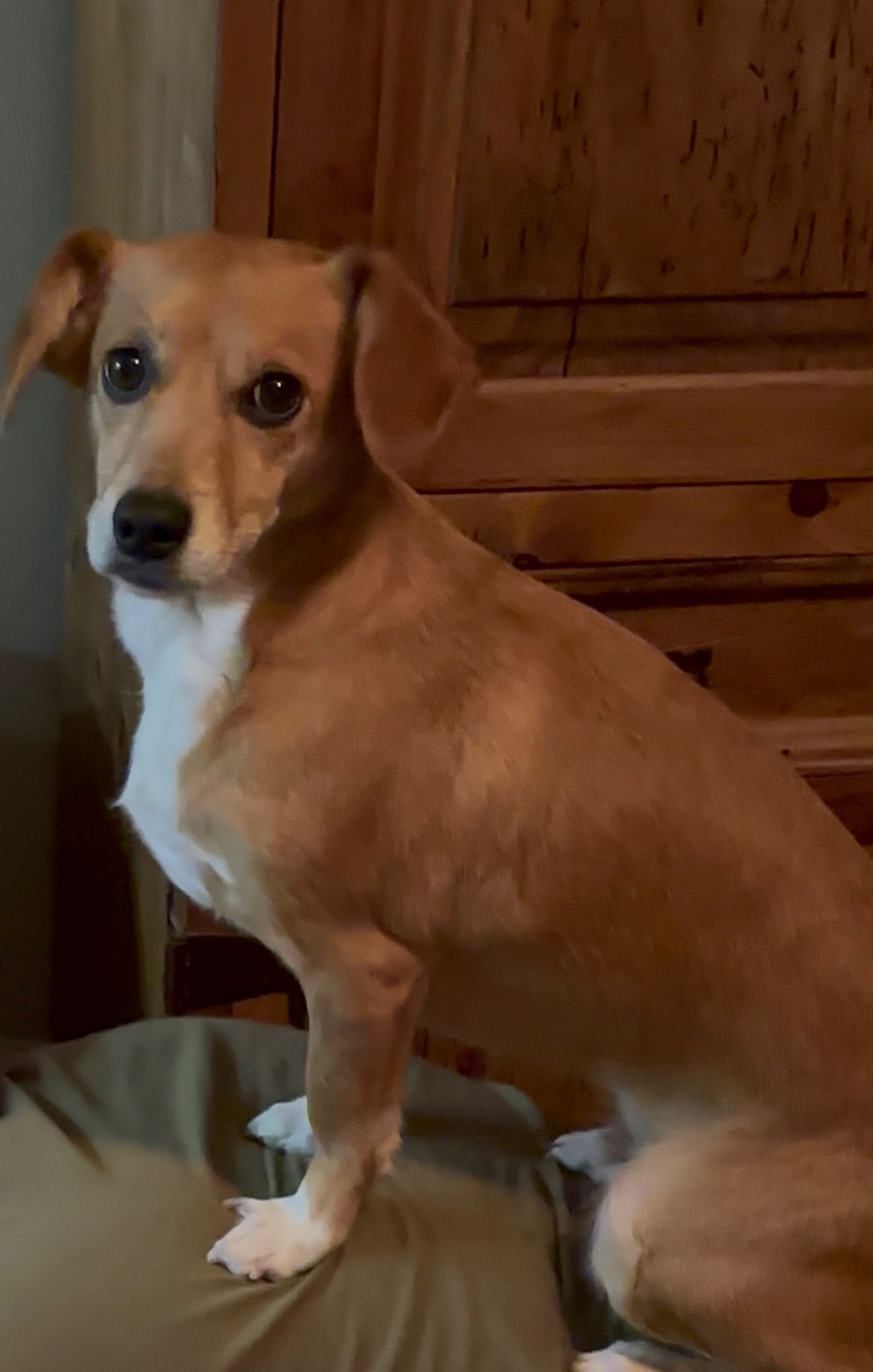 Pet