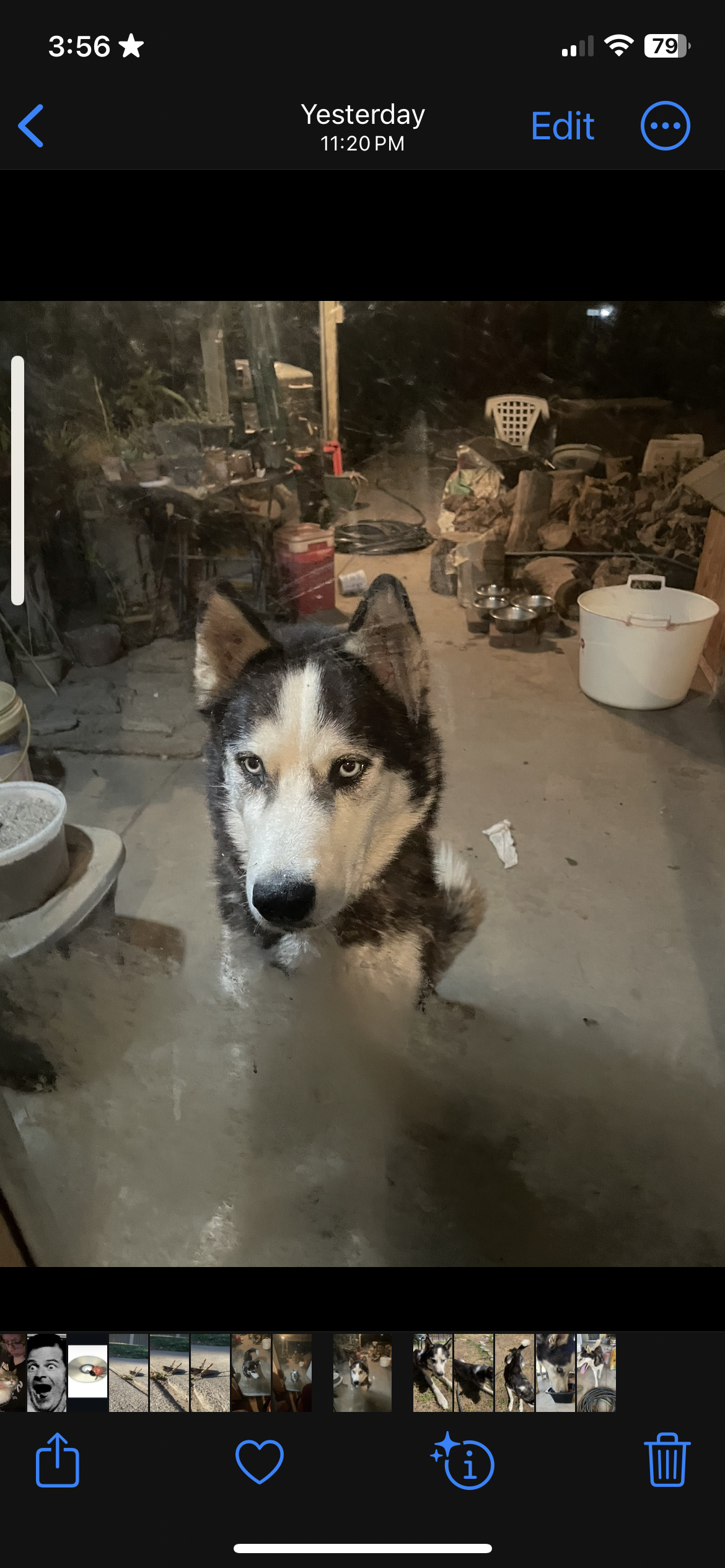 Pet