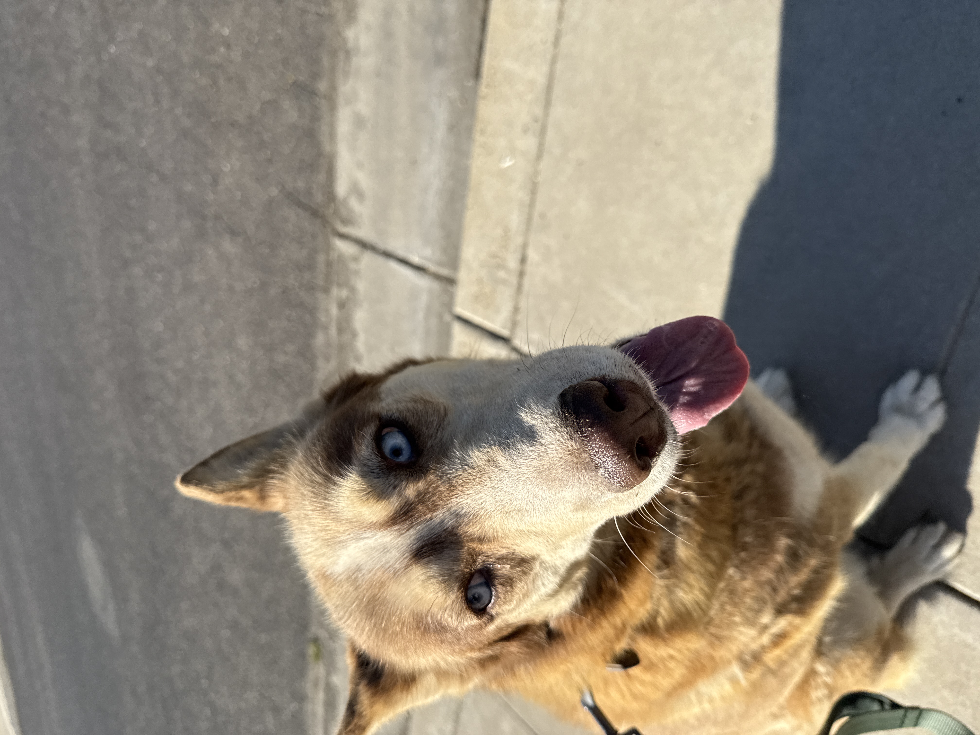 Pet