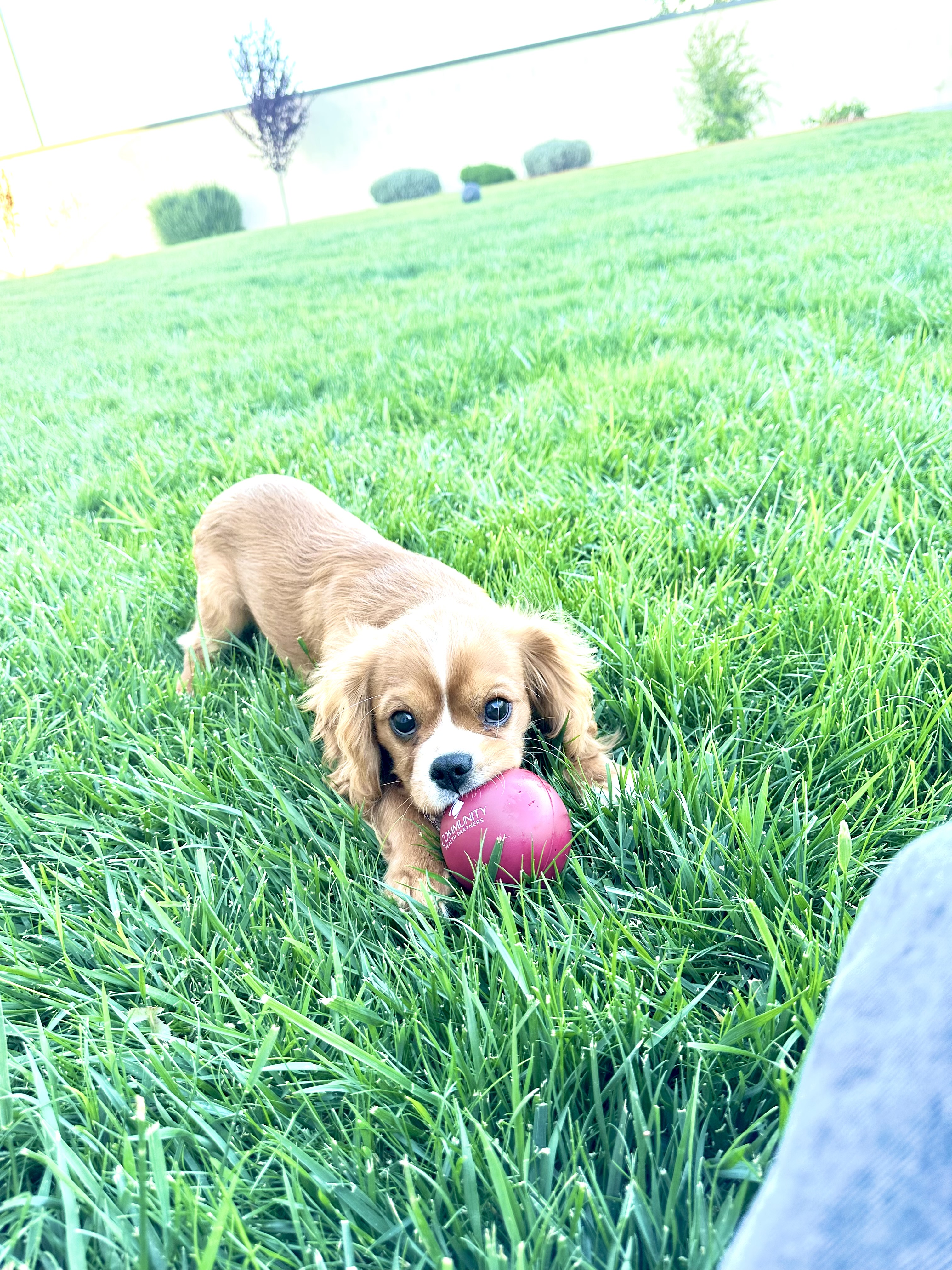 Pet