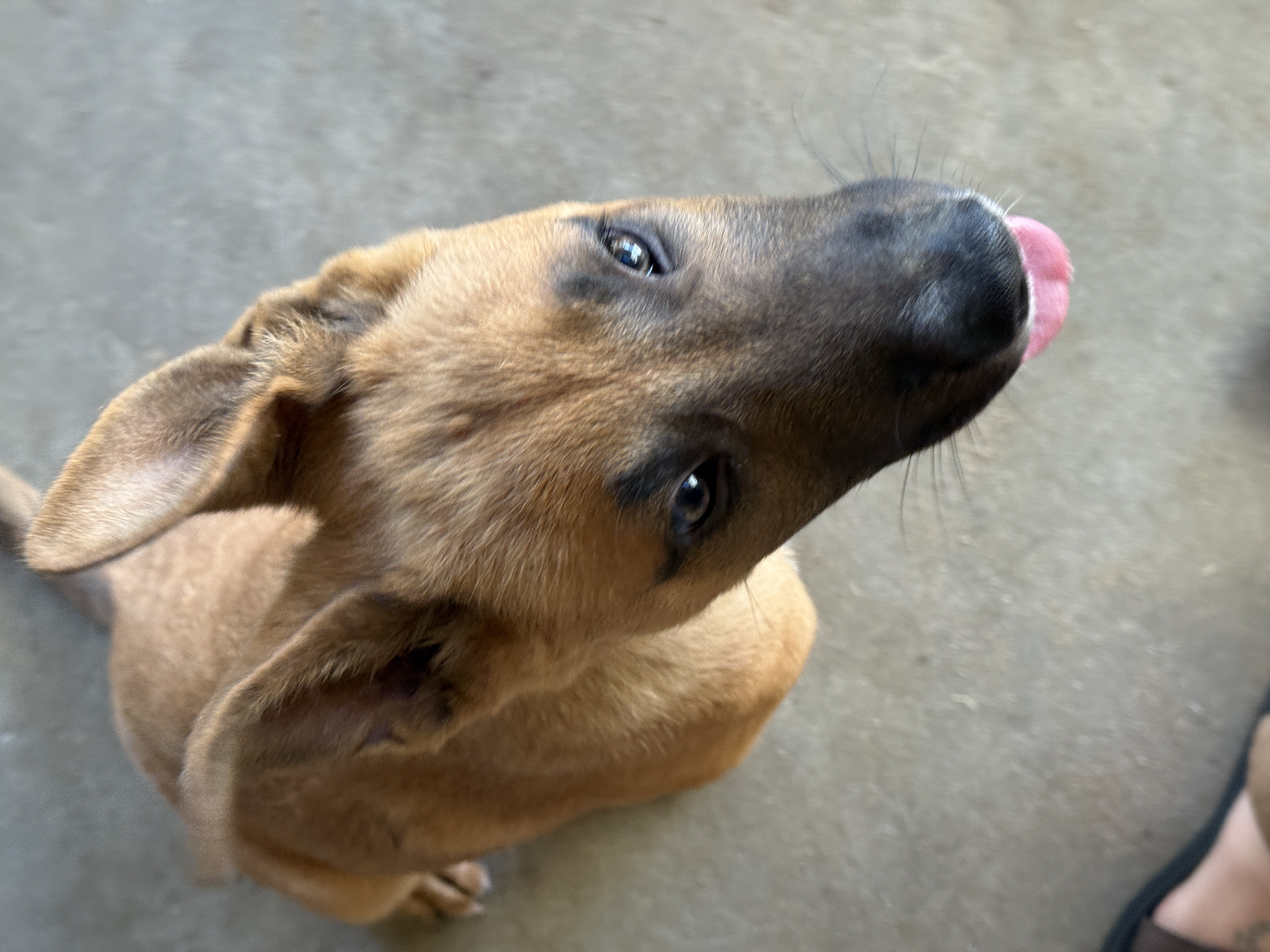 Pet