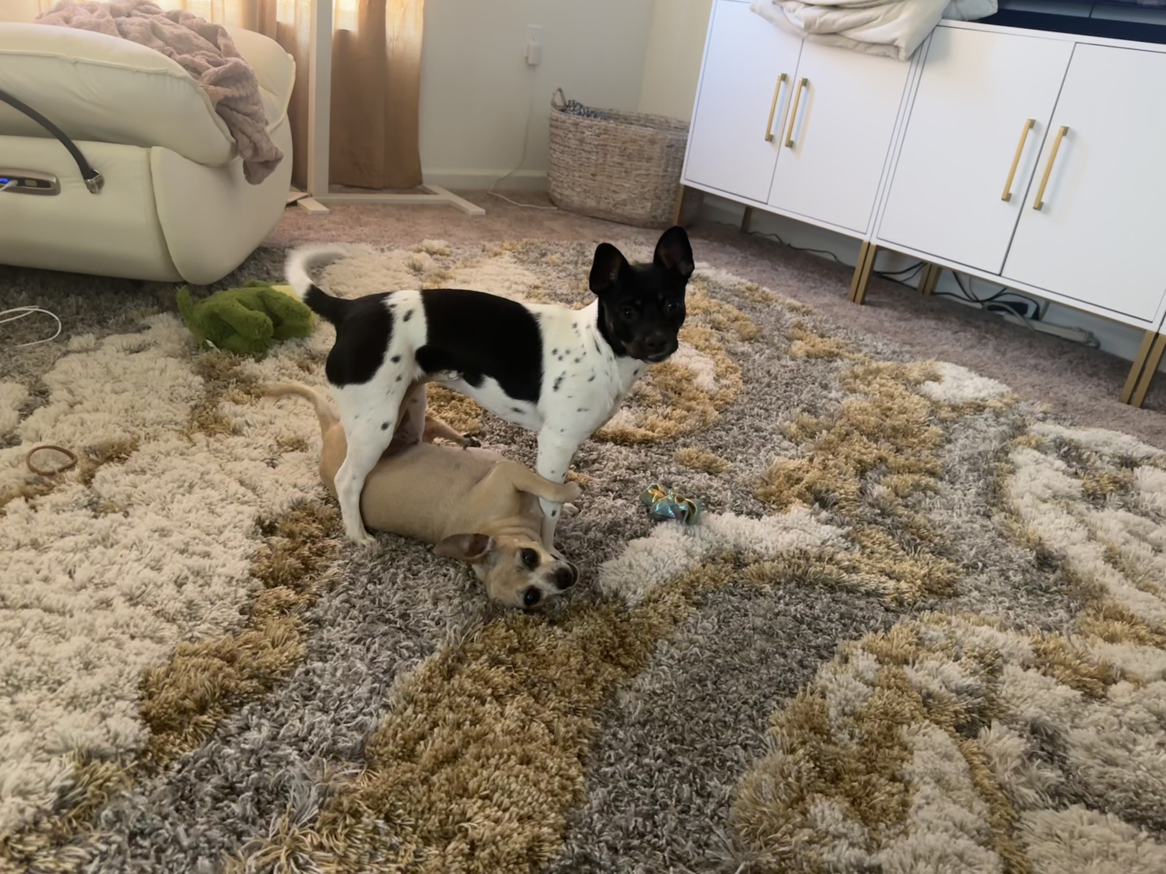 Pet
