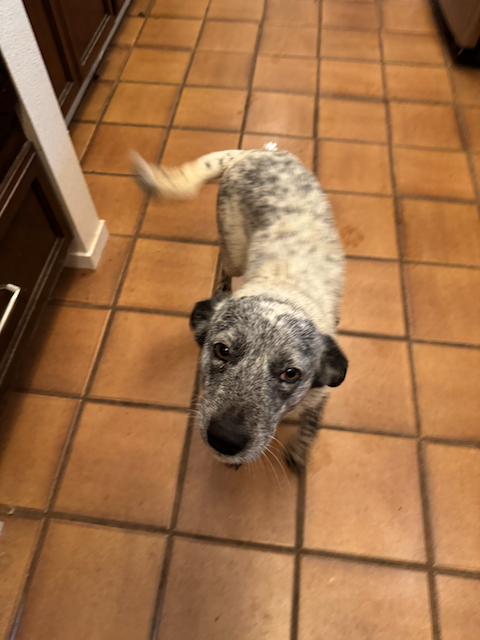 Pet