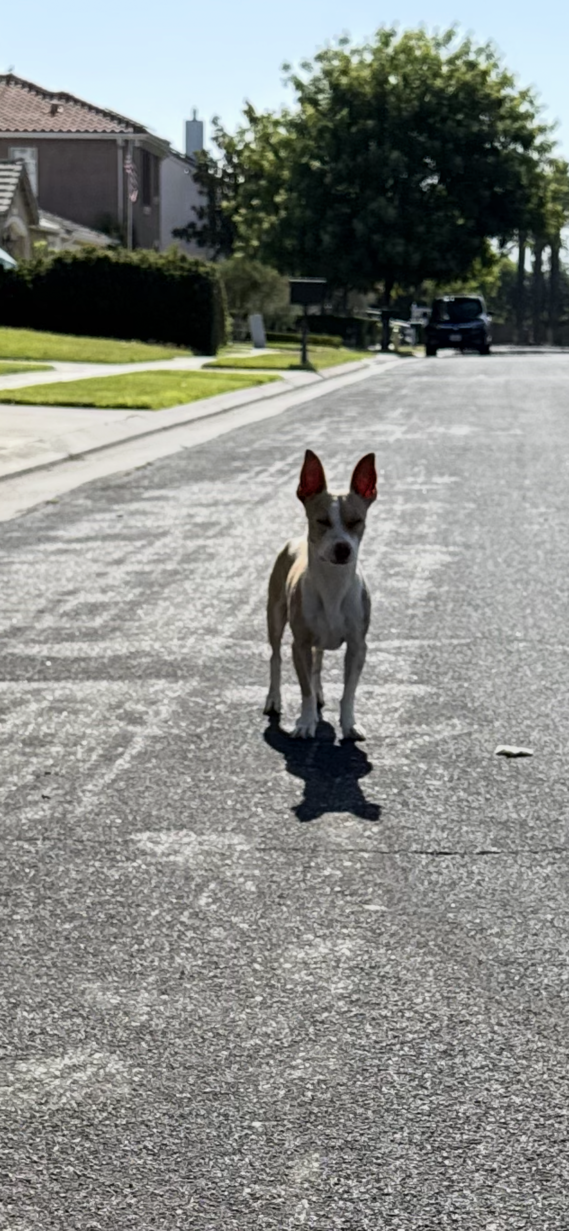 Pet